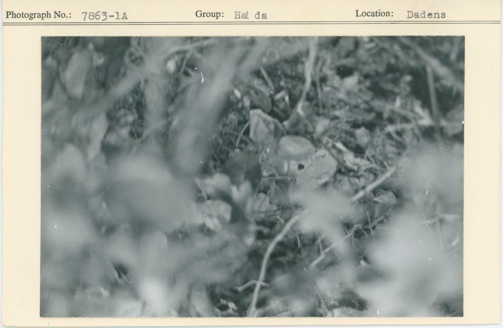 Image representing photograph.