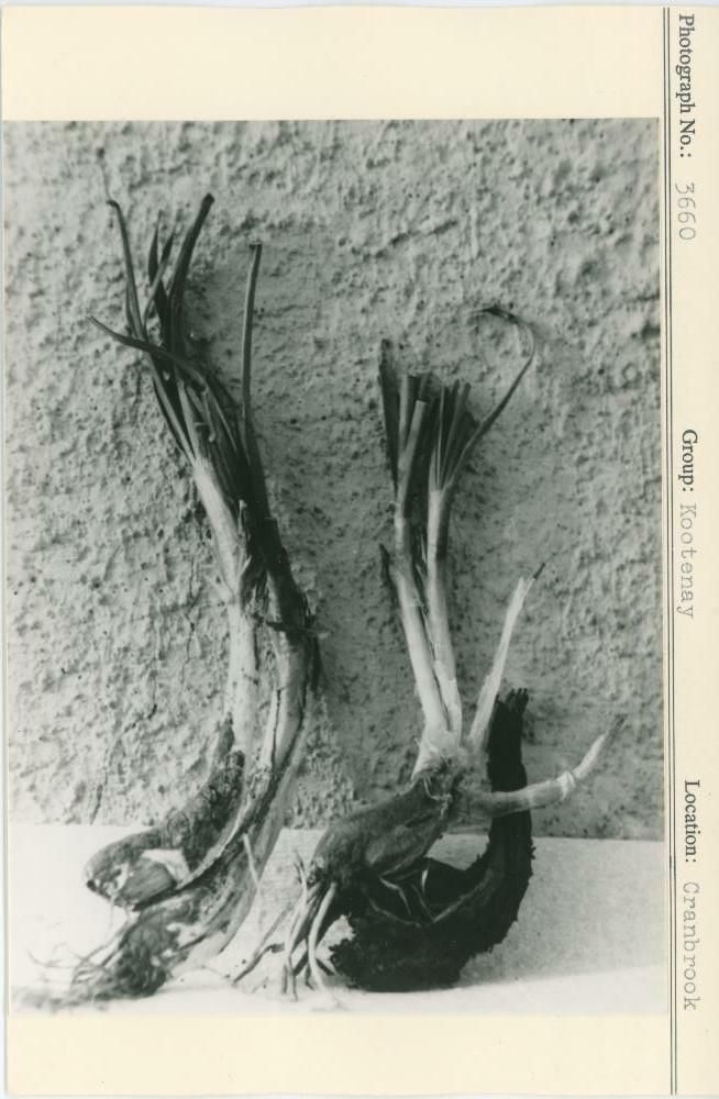 Image representing photograph.