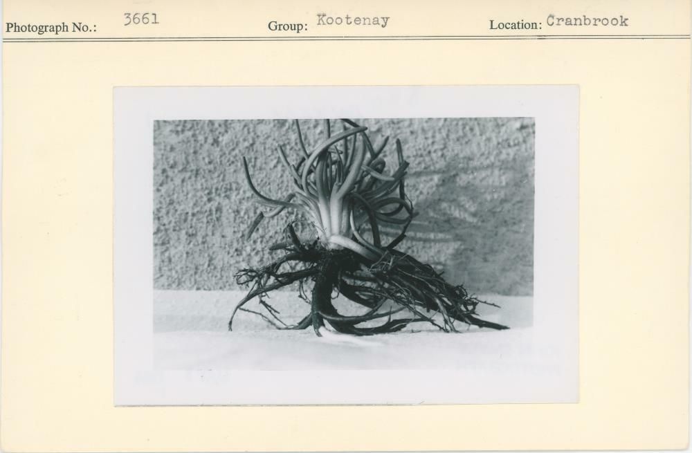 Image representing photograph.