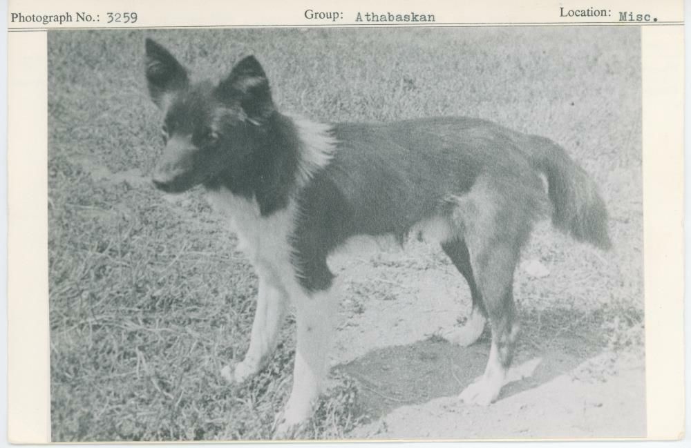 Image representing photograph.