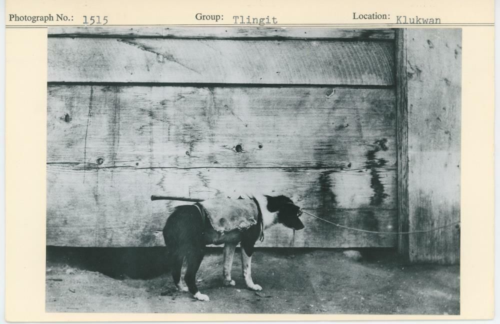 Image representing photograph.