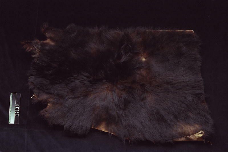 Image representing Skin.