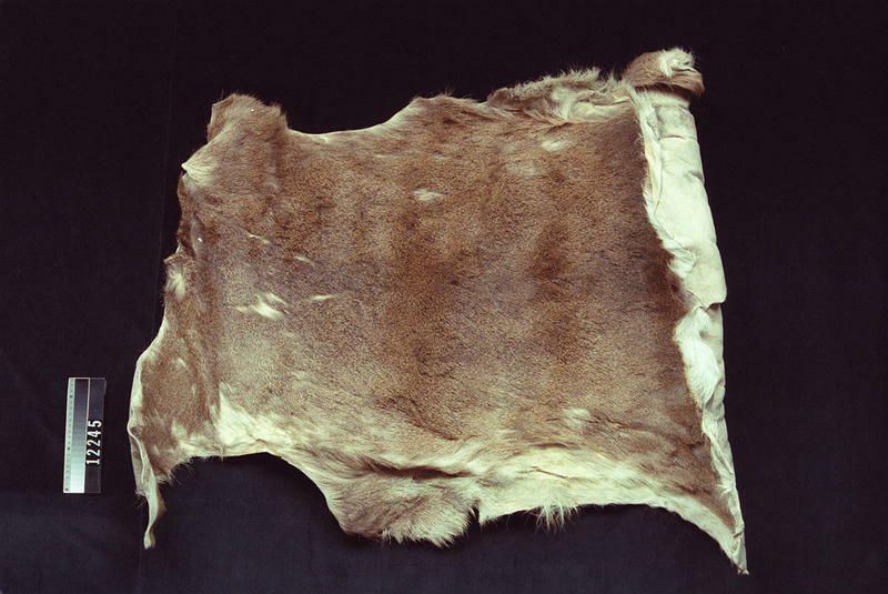 Image representing Hide.