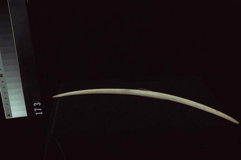 Image representing Ornament.