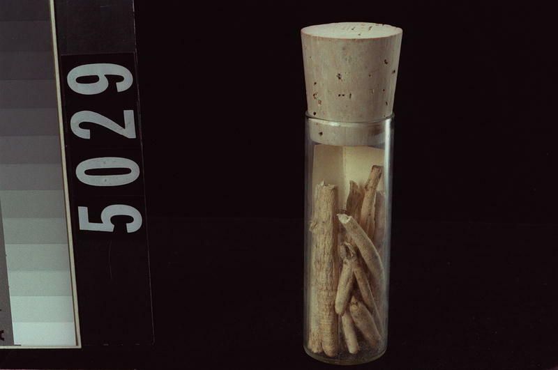 Image representing Root.