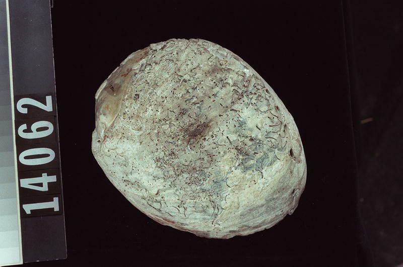 Image representing Raw Material.