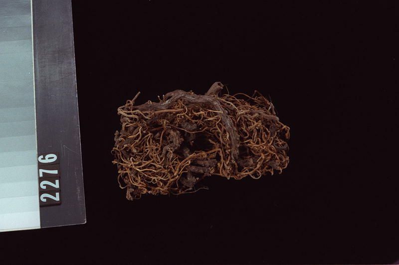 Image representing Food.