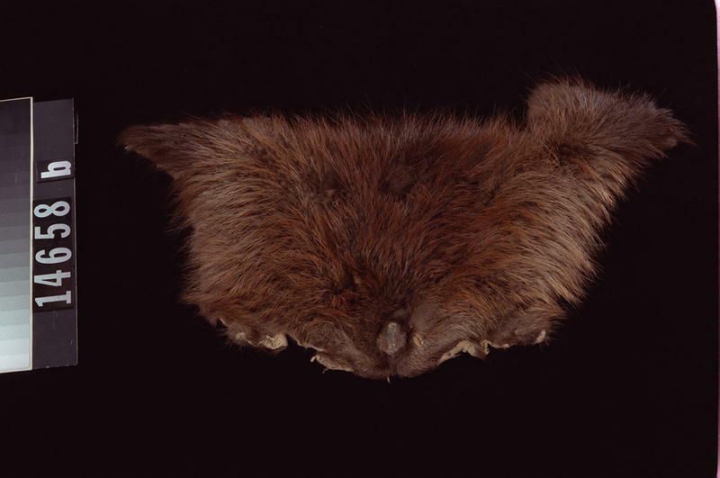 Image representing Hat; Pelt.