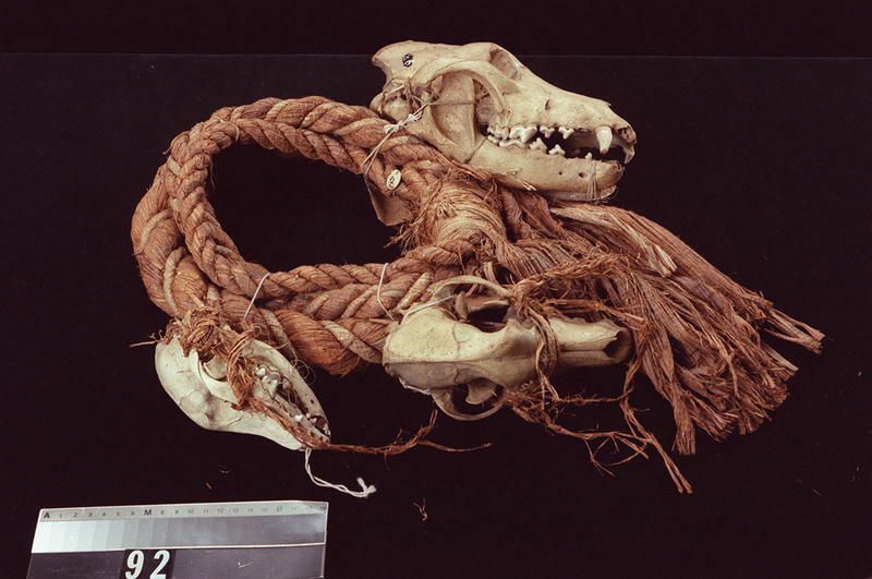 Image representing Ring.