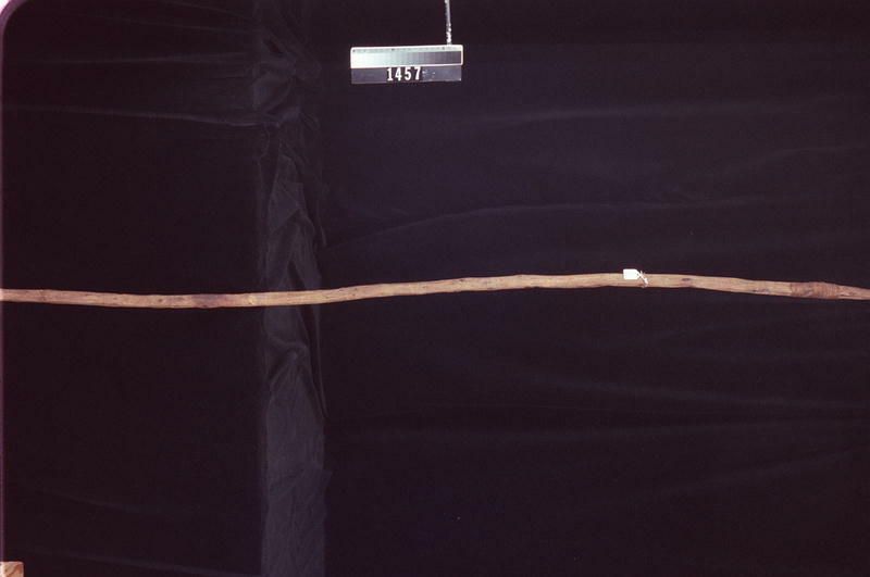 Image representing Spear.