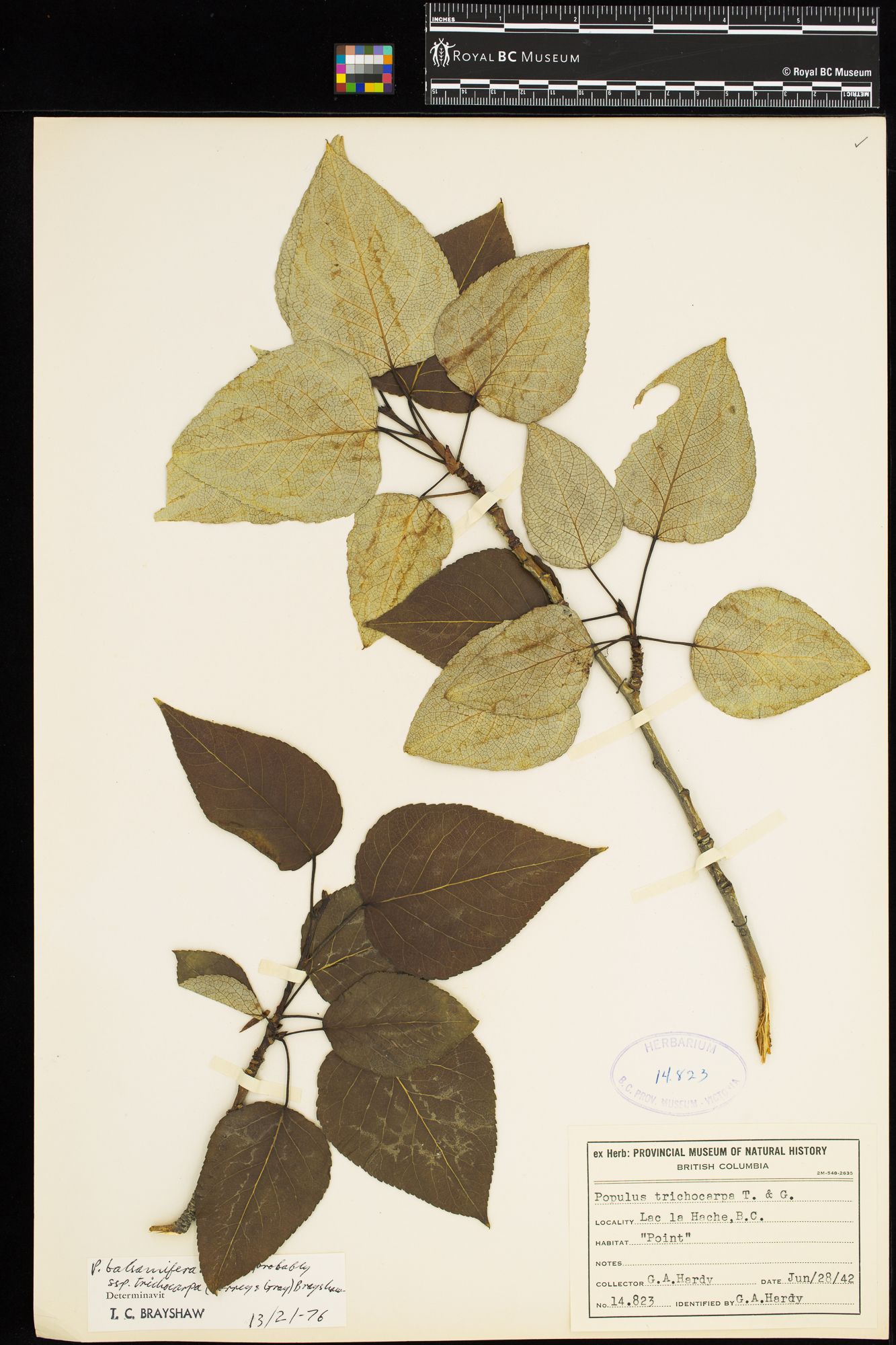 Image representing Populus balsamifera ssp. trichocarpa.