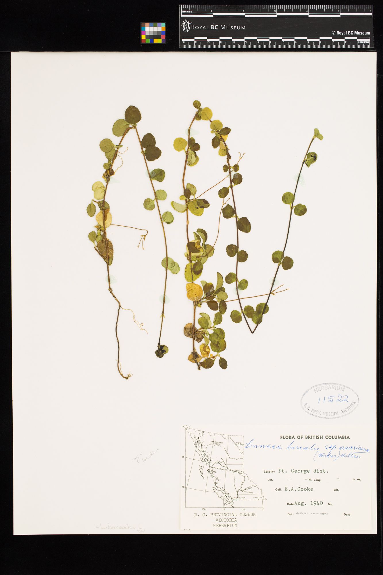 Image representing Linnaea borealis ssp. longiflora.