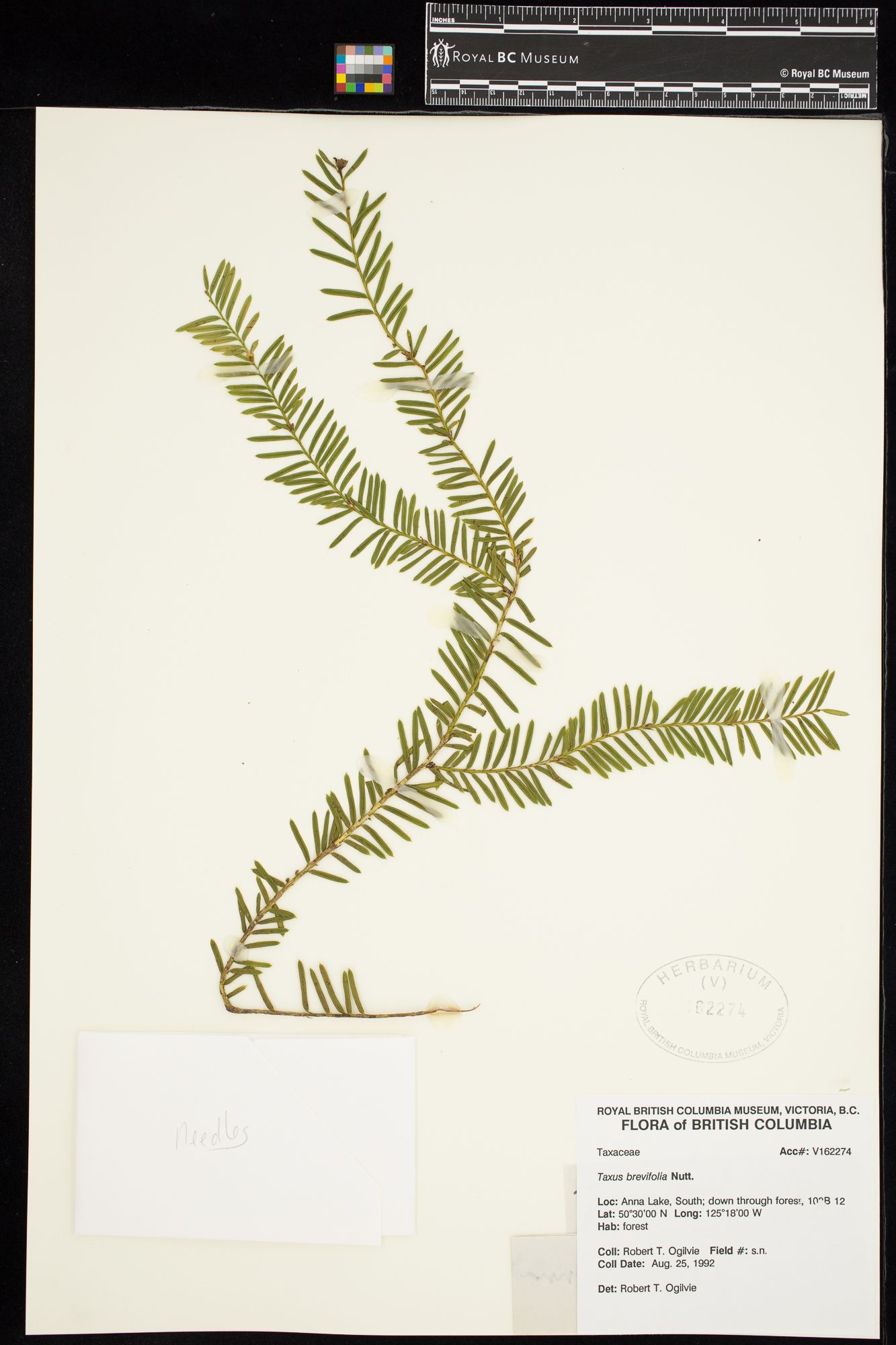 Image representing Taxus brevifolia.