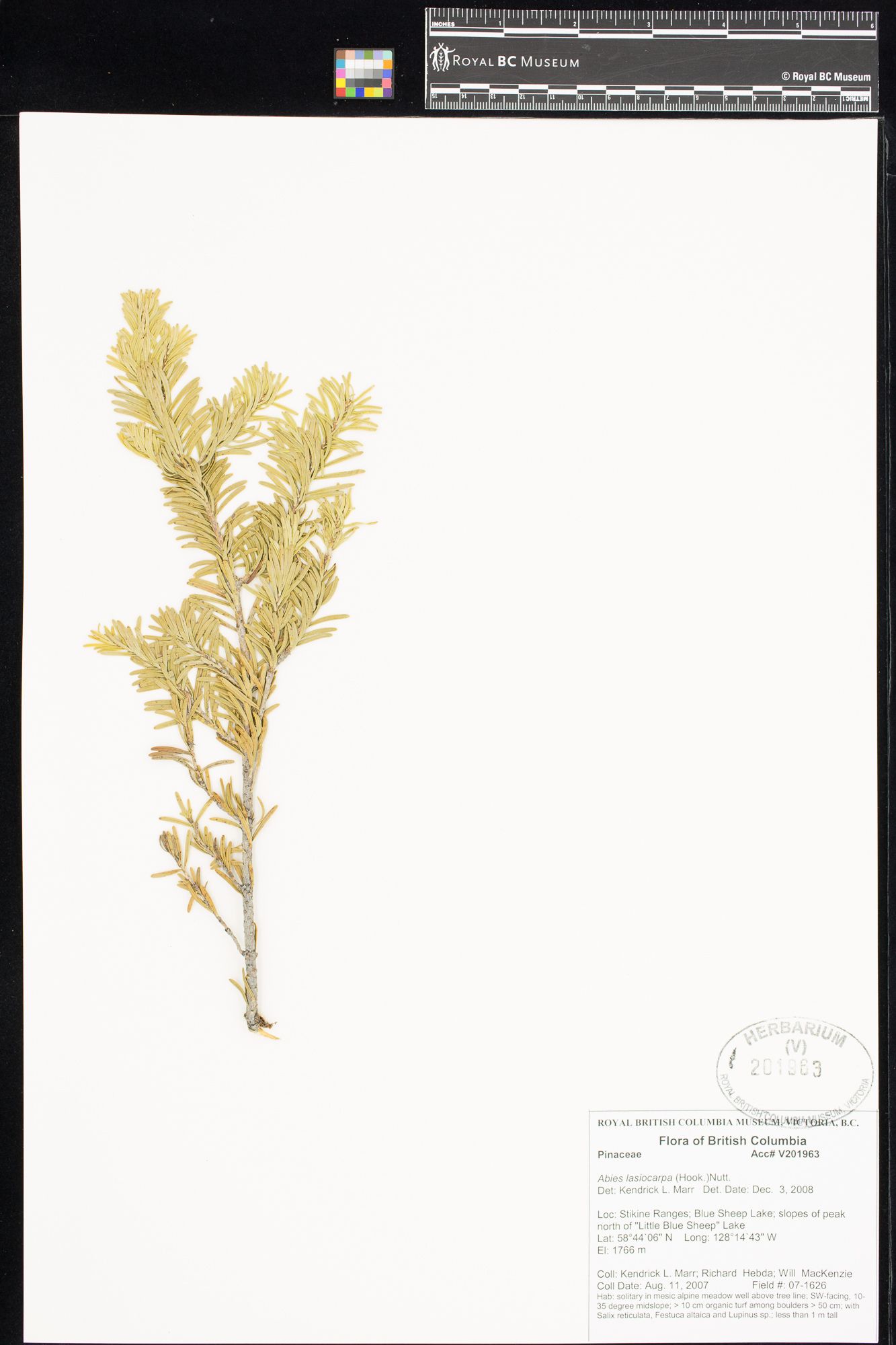 Image representing Abies lasiocarpa.