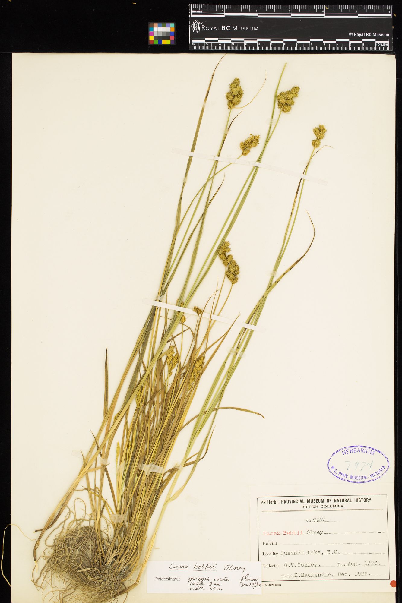 Image representing Carex bebbii.