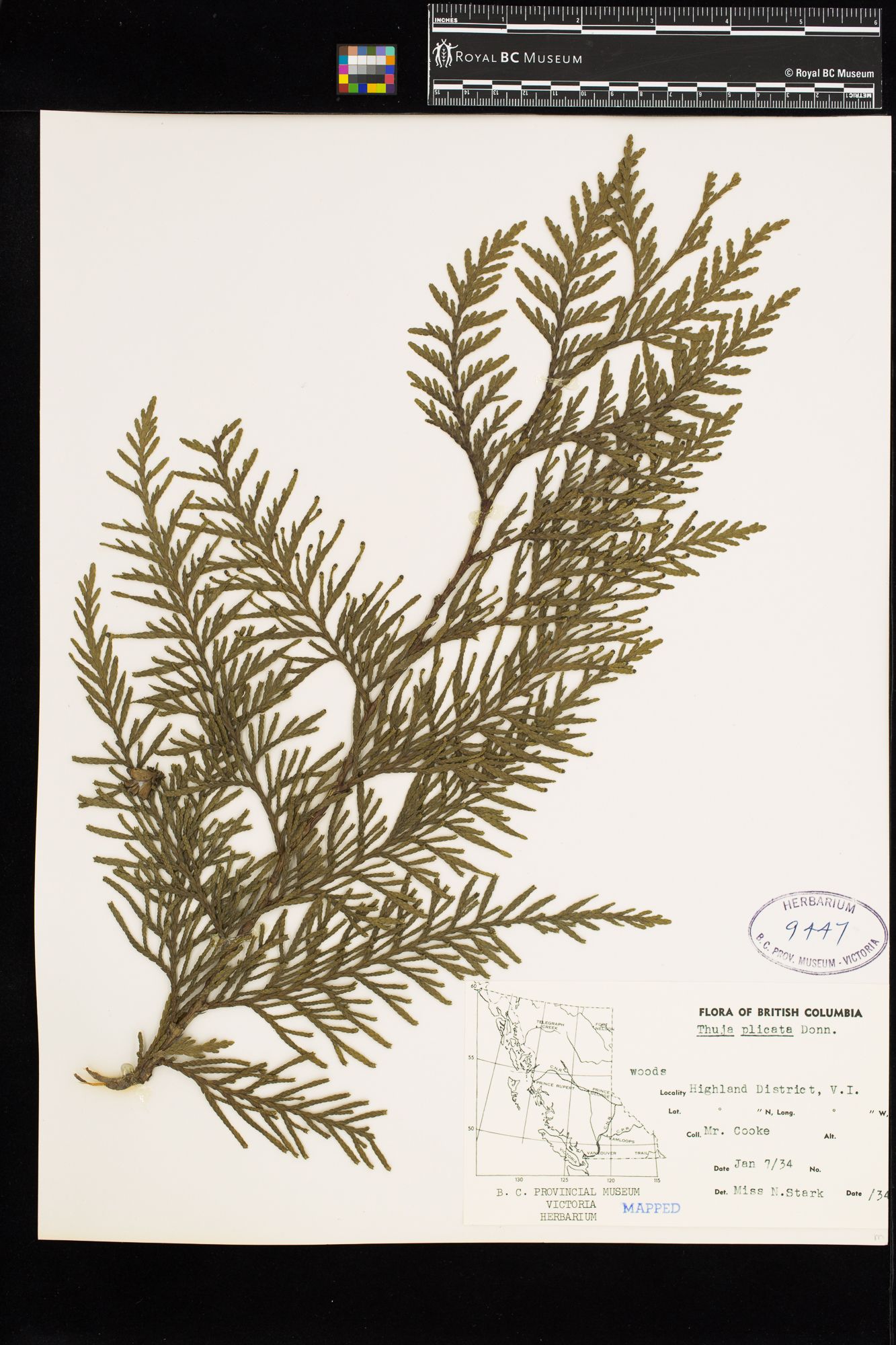 Image representing Thuja plicata.