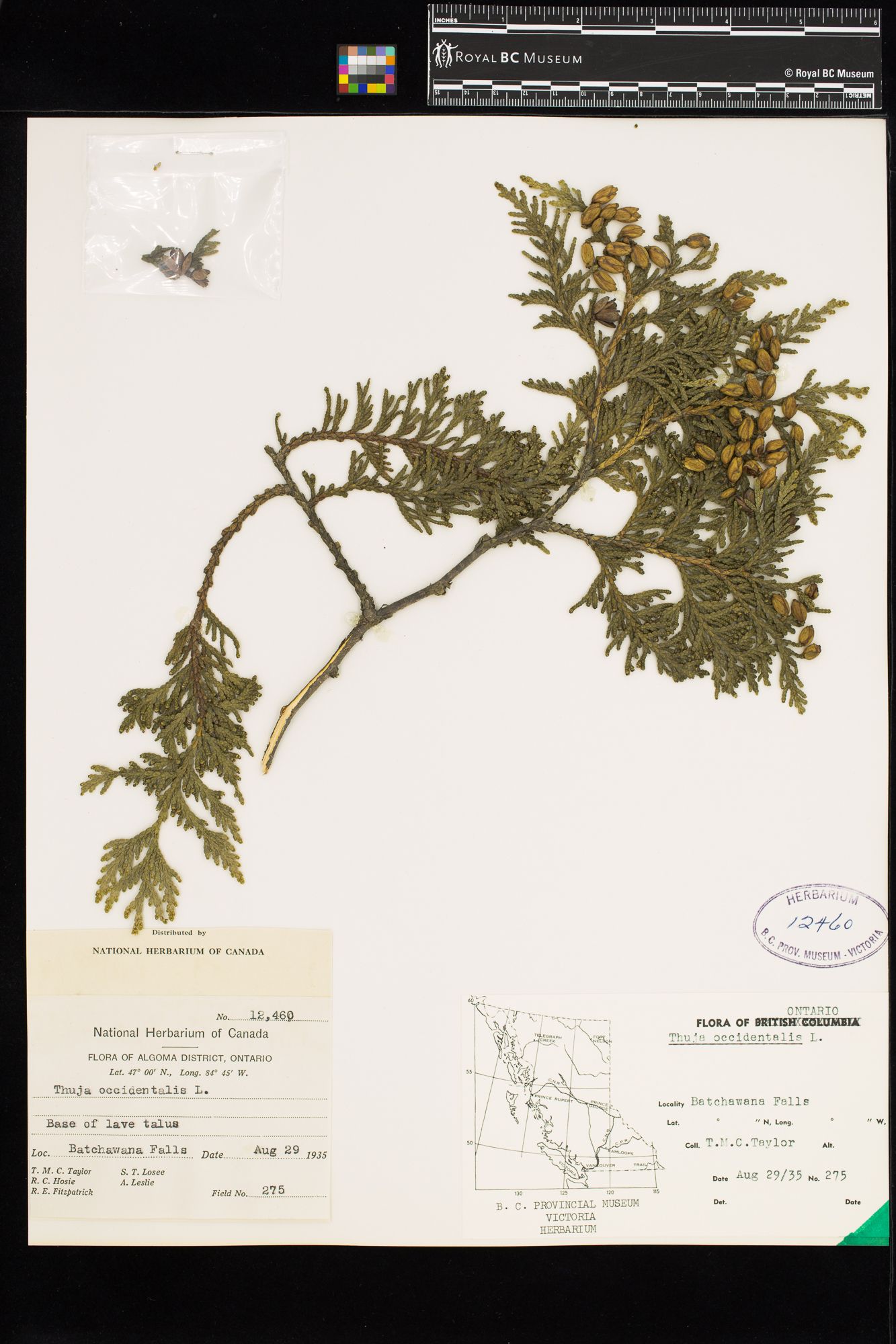 Image representing Thuja occidentalis.
