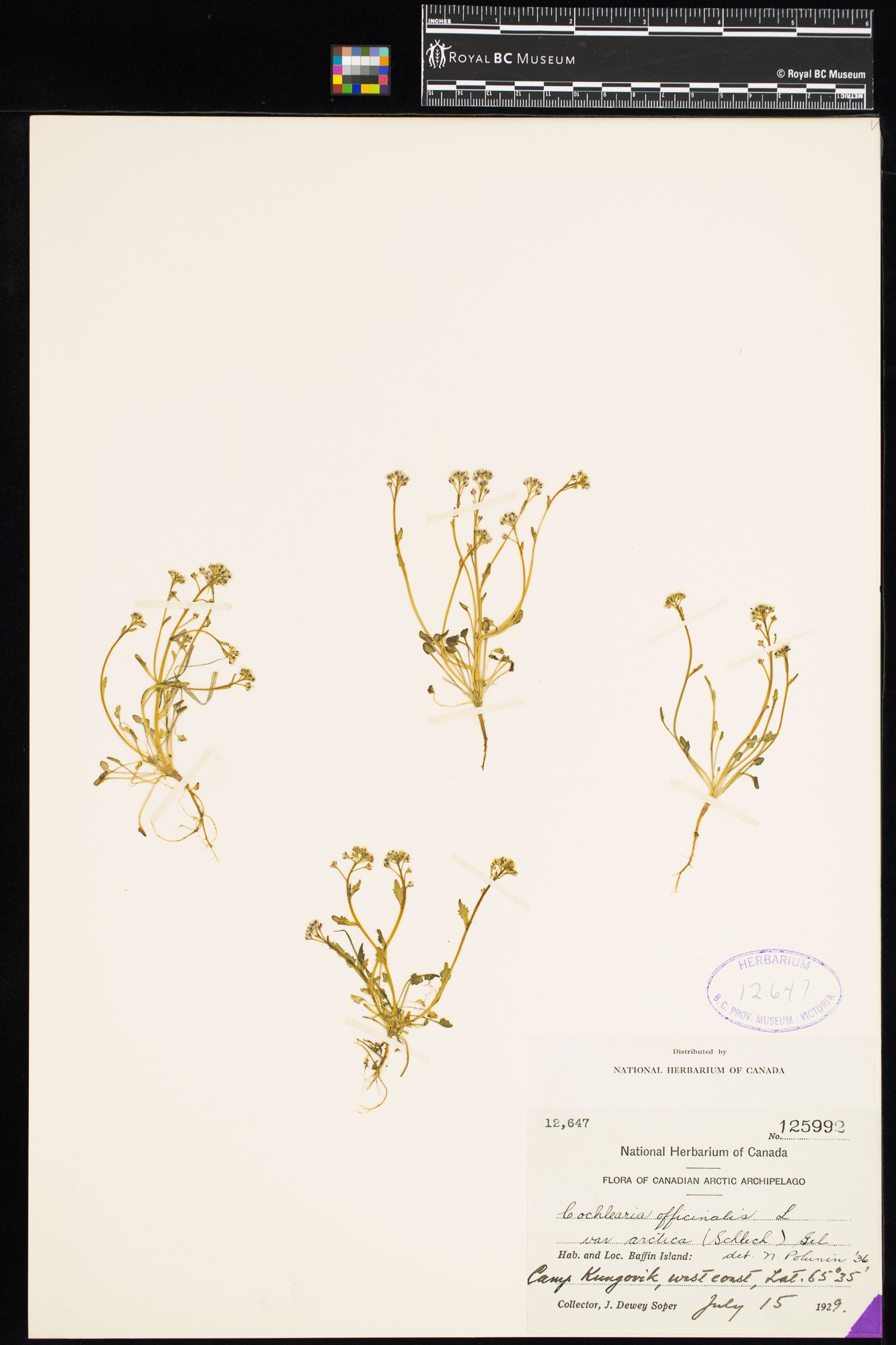 Image representing Cochlearia officinalis var. arctica.