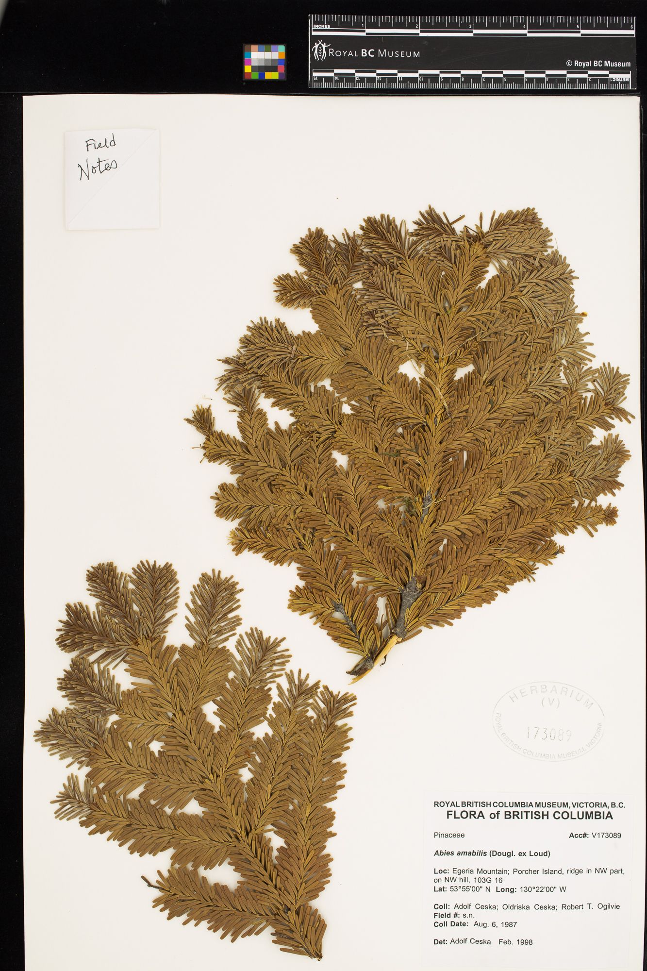 Image representing Abies amabilis.