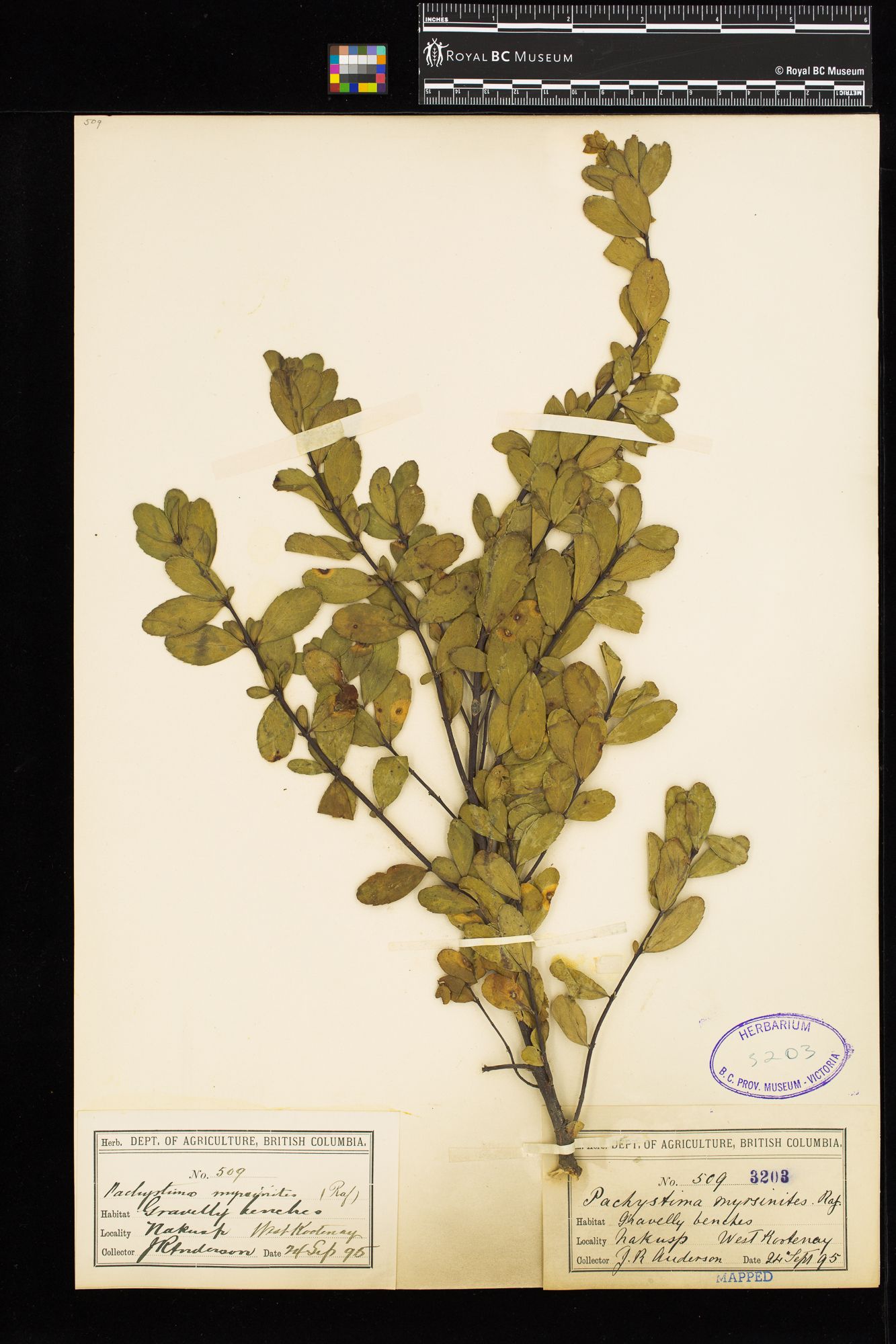 Image representing Paxistima myrsinites.