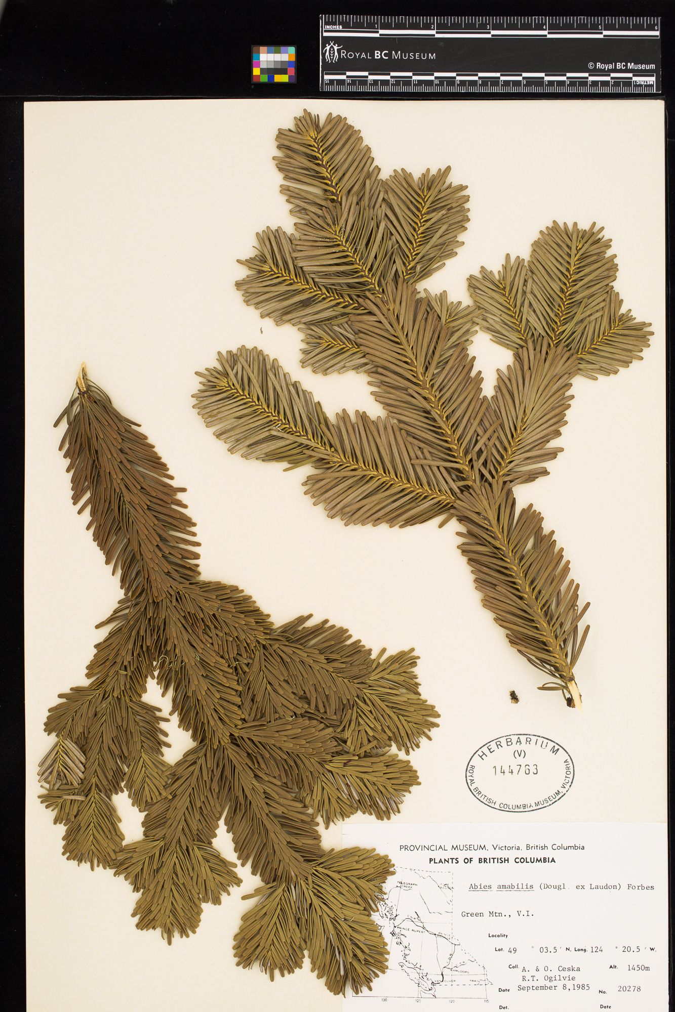 Image representing Abies amabilis.