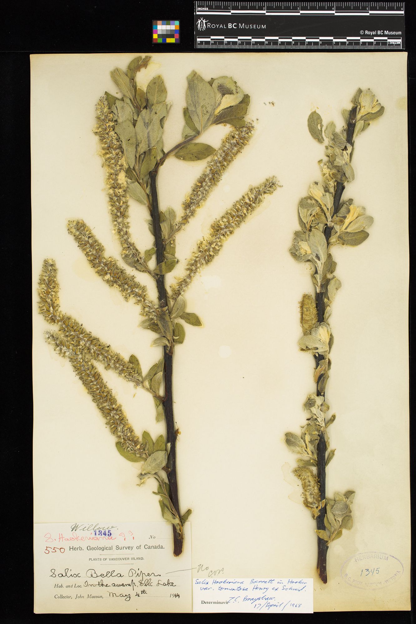 Image représentant Salix hookeriana var. tomentosa