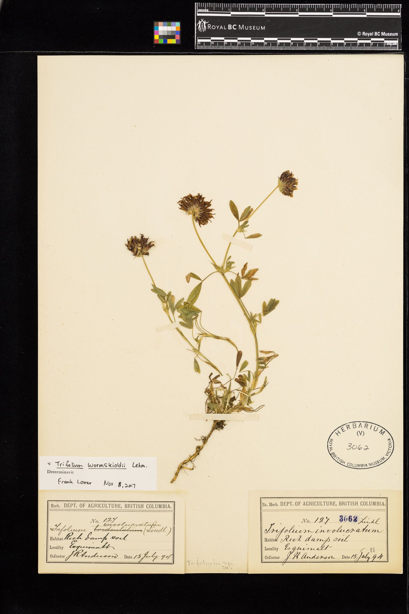 Image representing Trifolium involucratum.