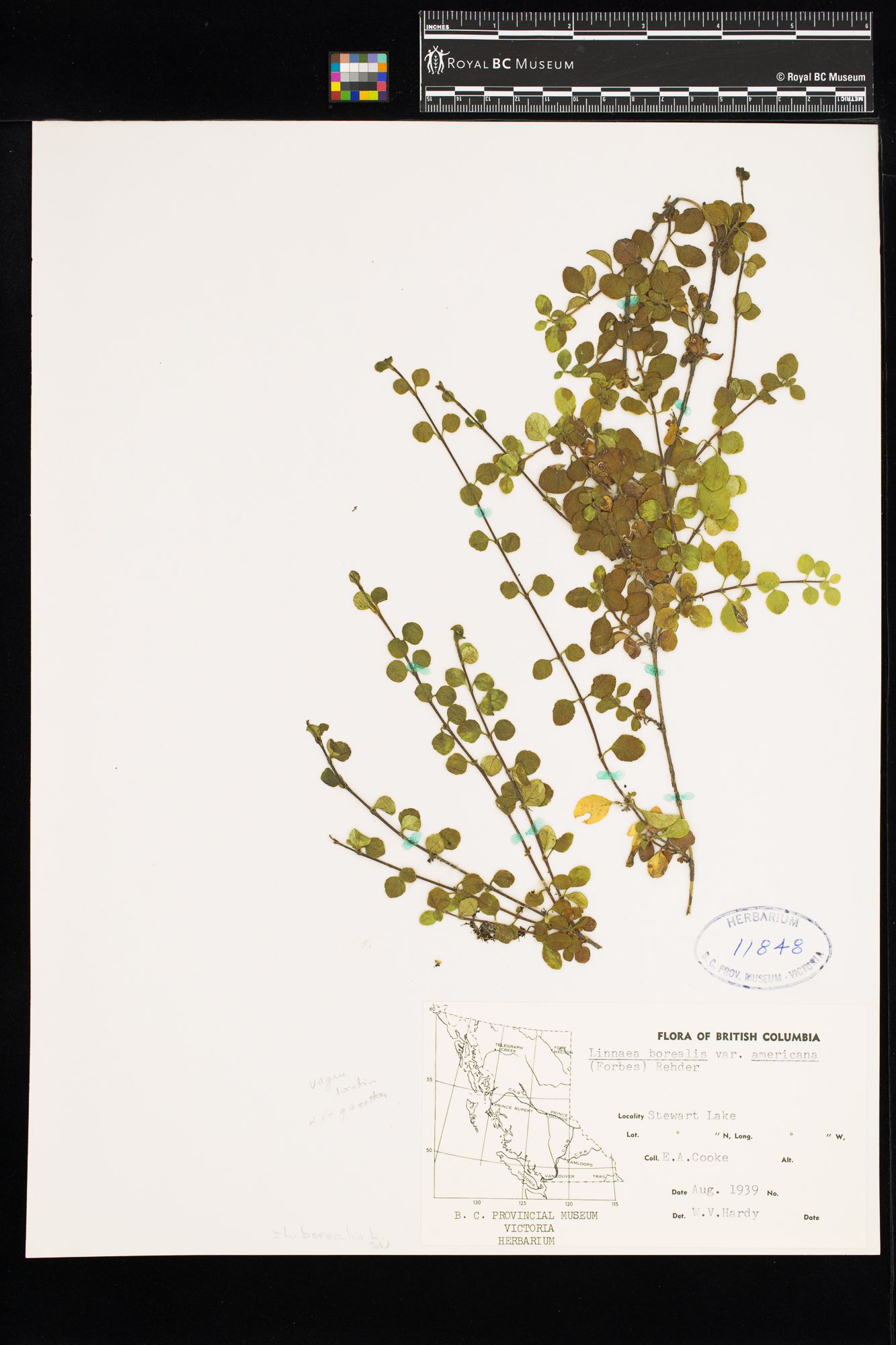 Image representing Linnaea borealis ssp. longiflora.