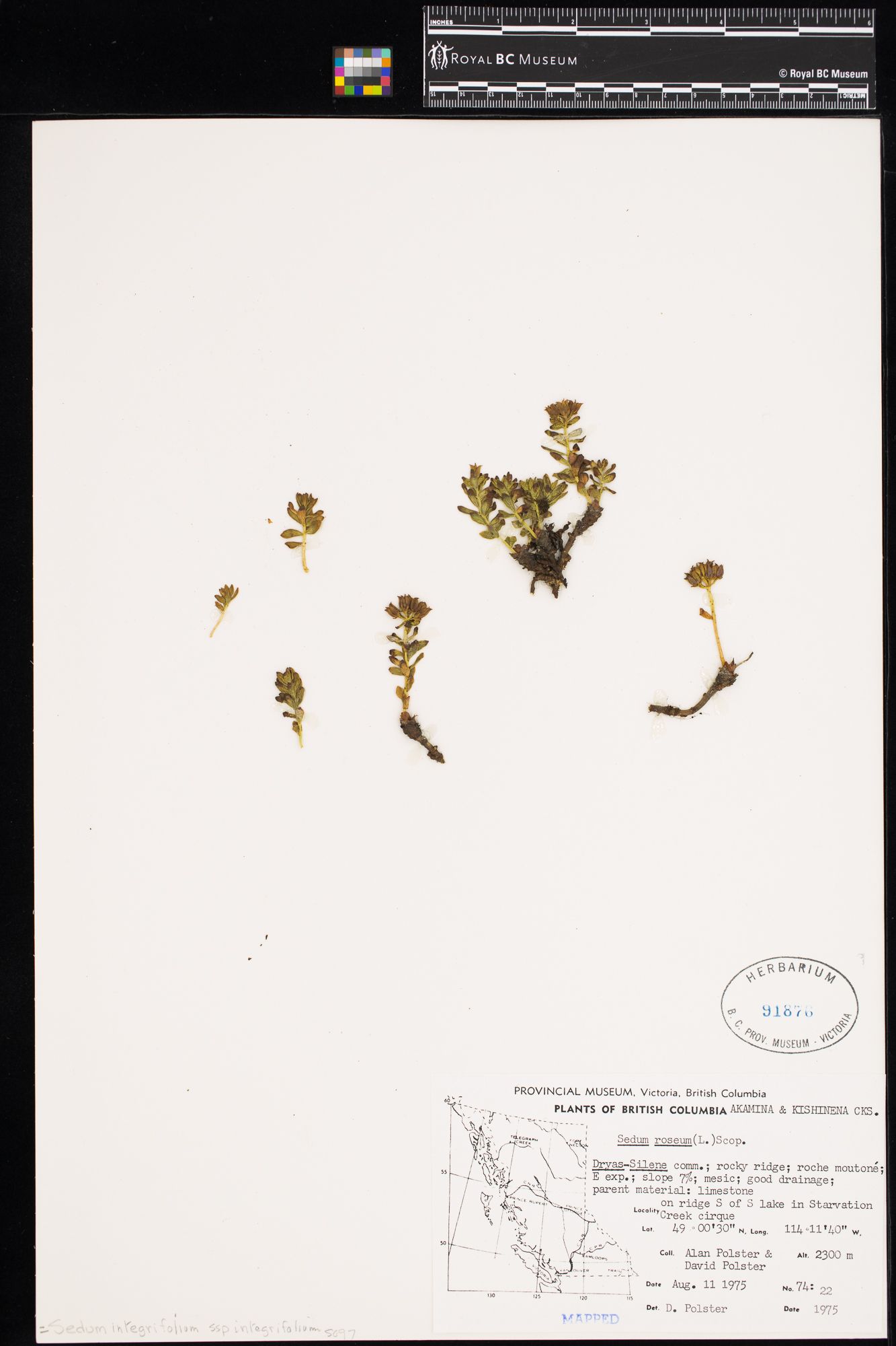 Image representing Sedum integrifolium ssp. integrifolium.