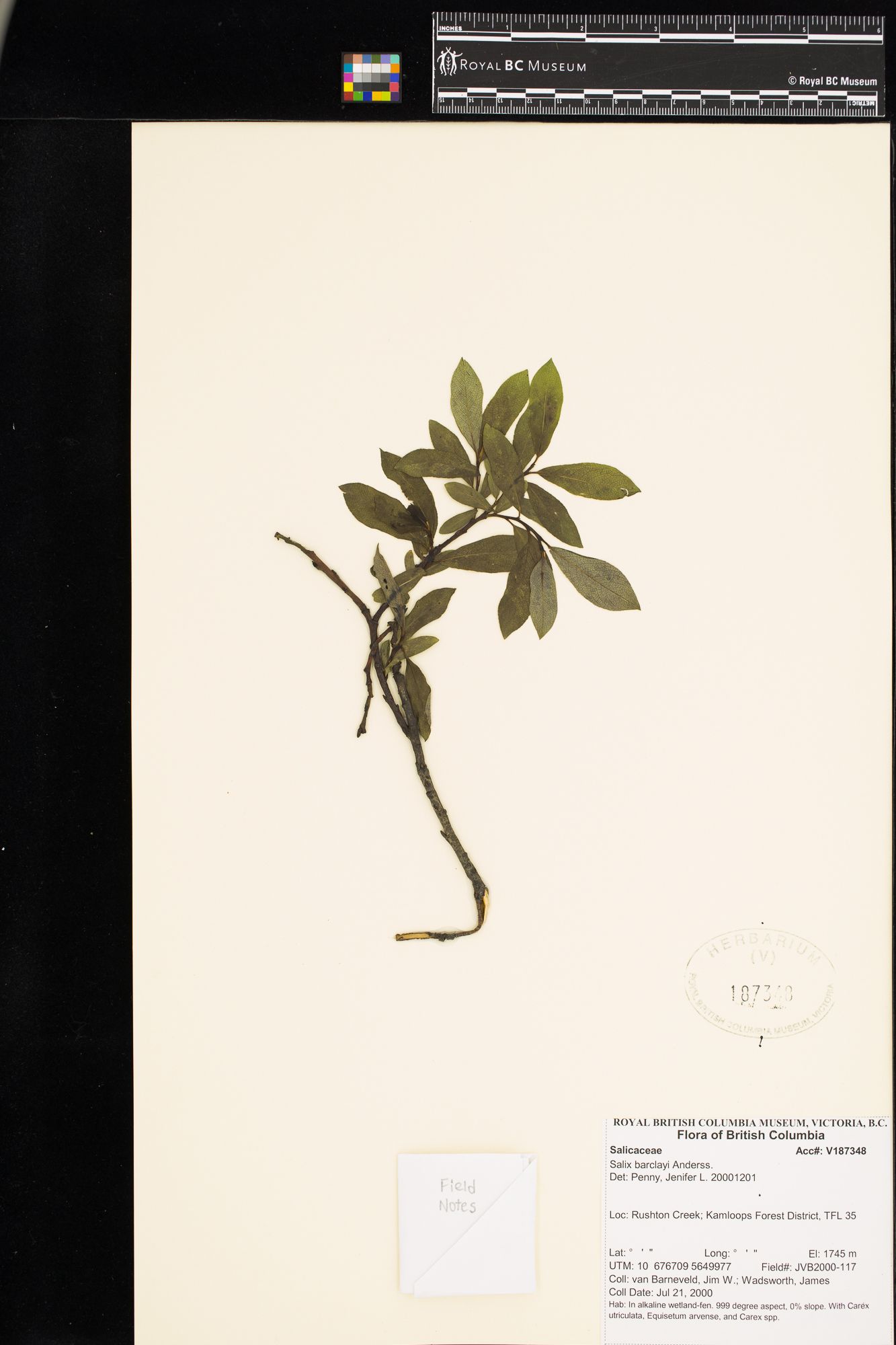 Image representing Salix barclayi.