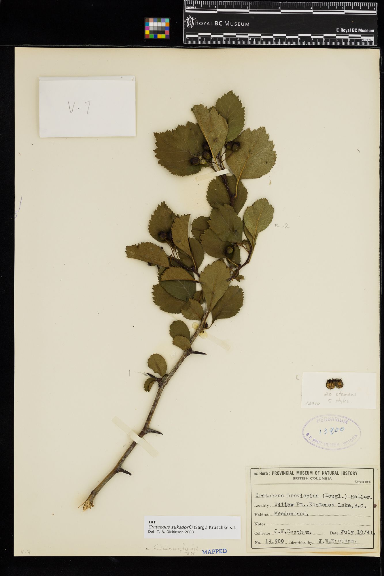 Image representing Crataegus suksdorfii.