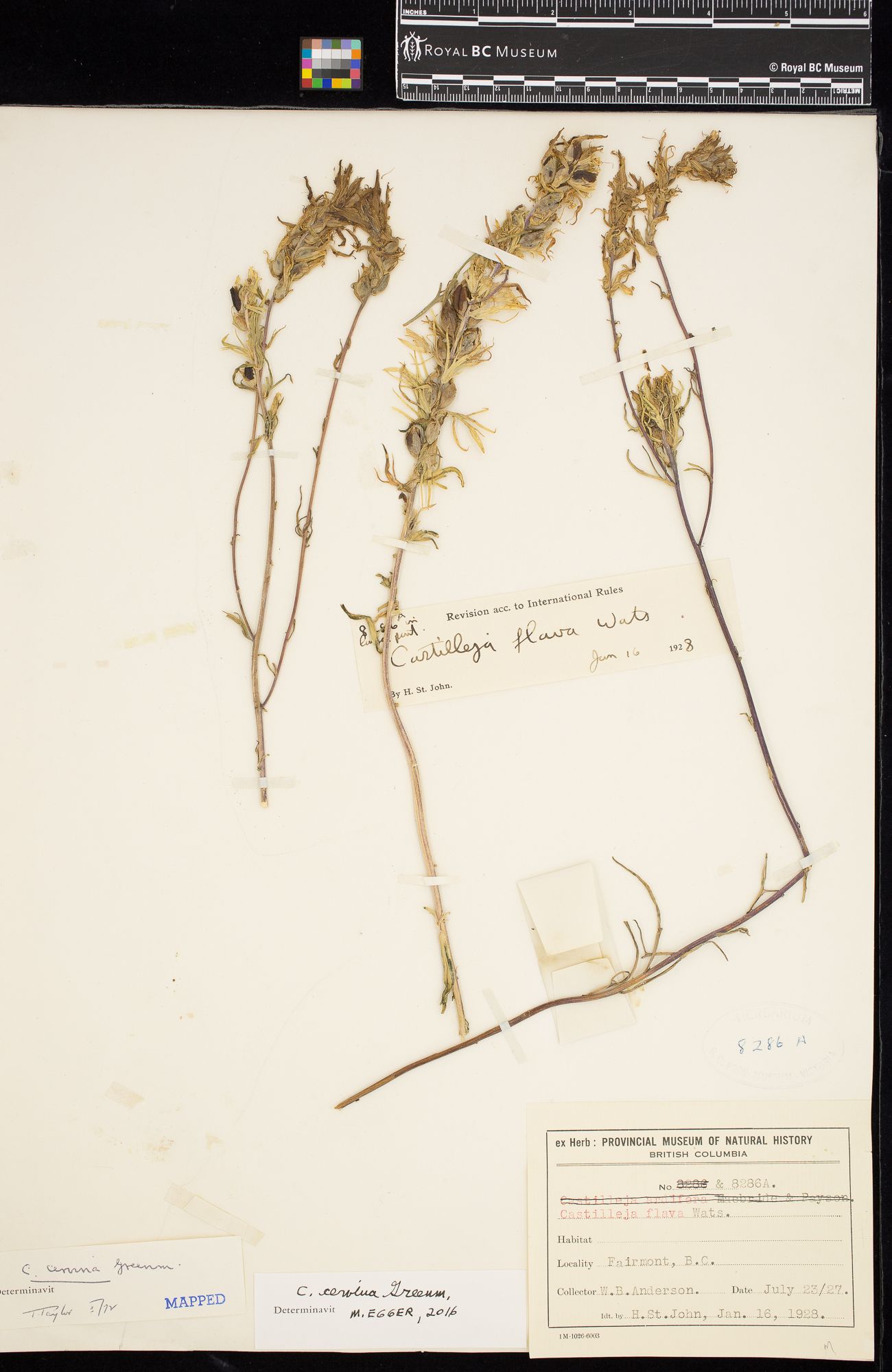 Image representing Castilleja cervina.