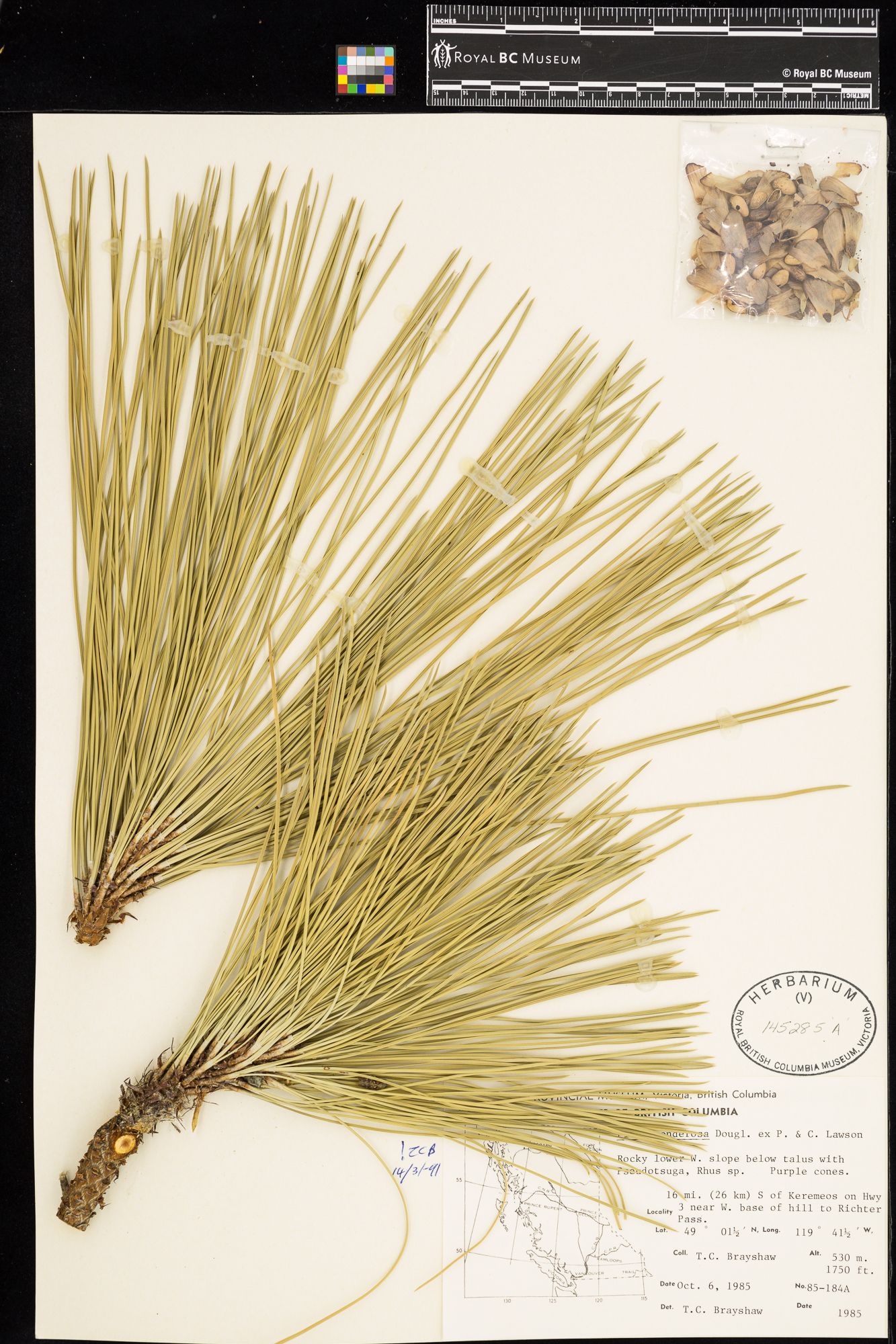 Image representing Pinus ponderosa.