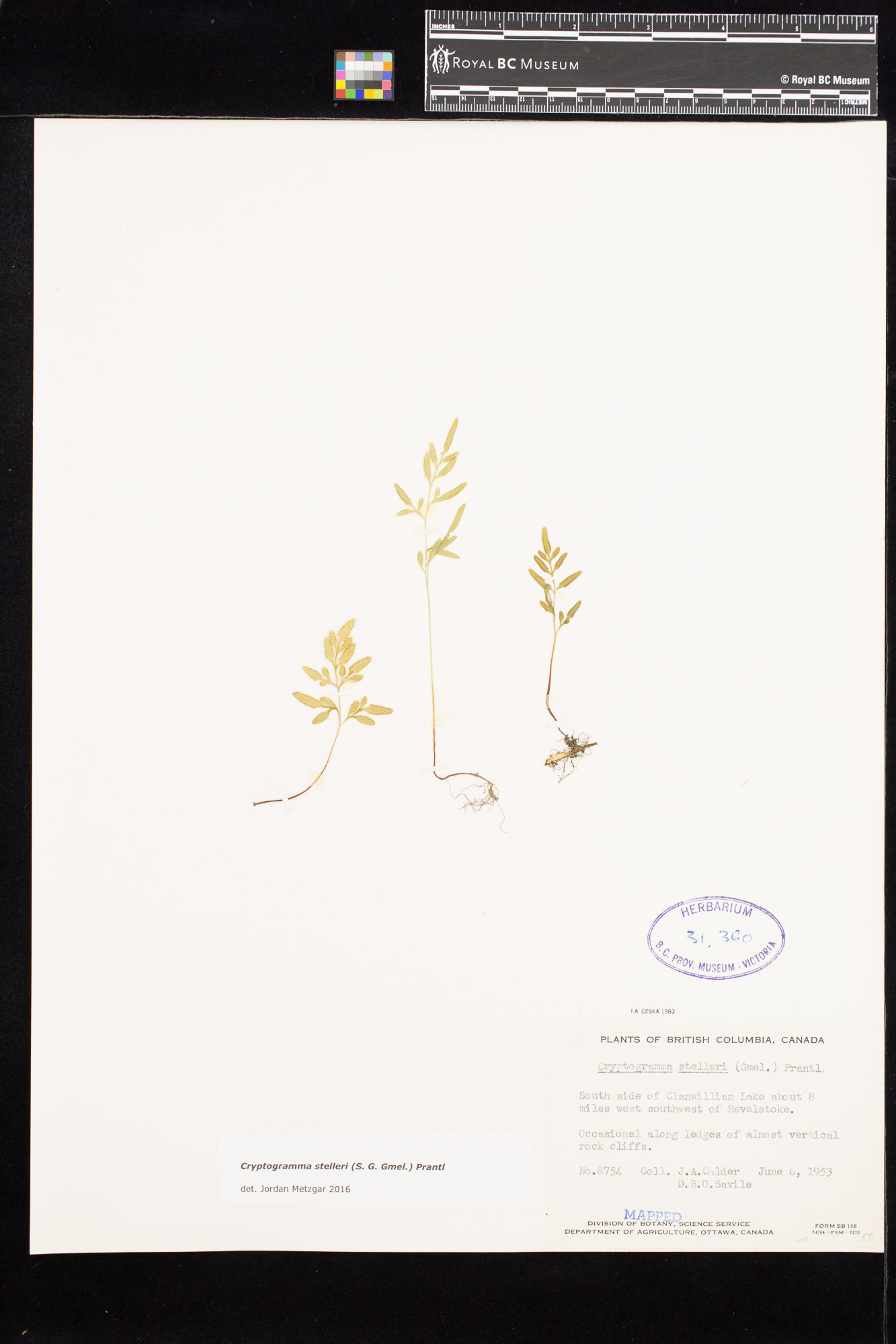 Image representing Cryptogramma stelleri.