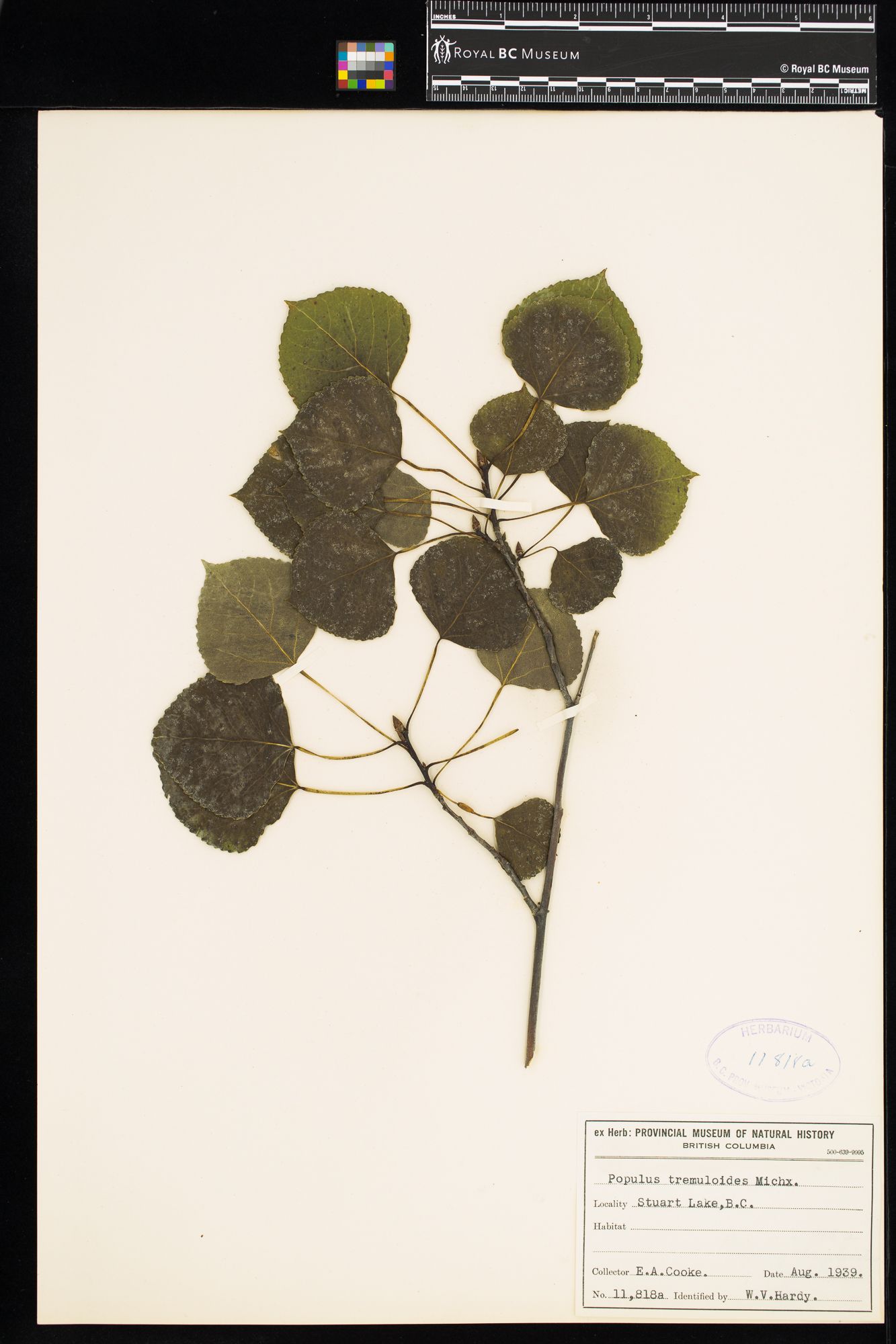 Image representing Populus tremuloides.