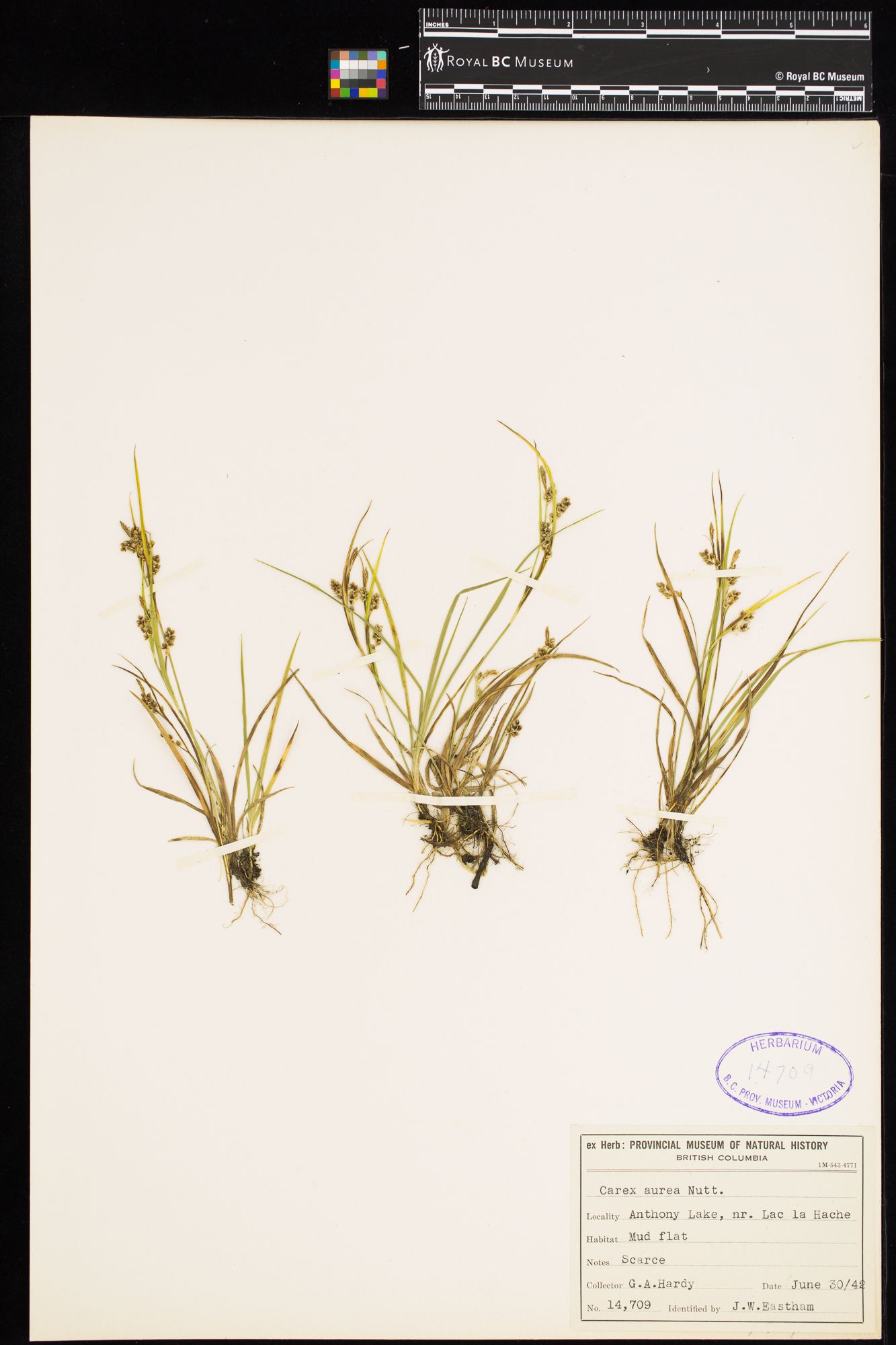 Image representing Carex aurea.