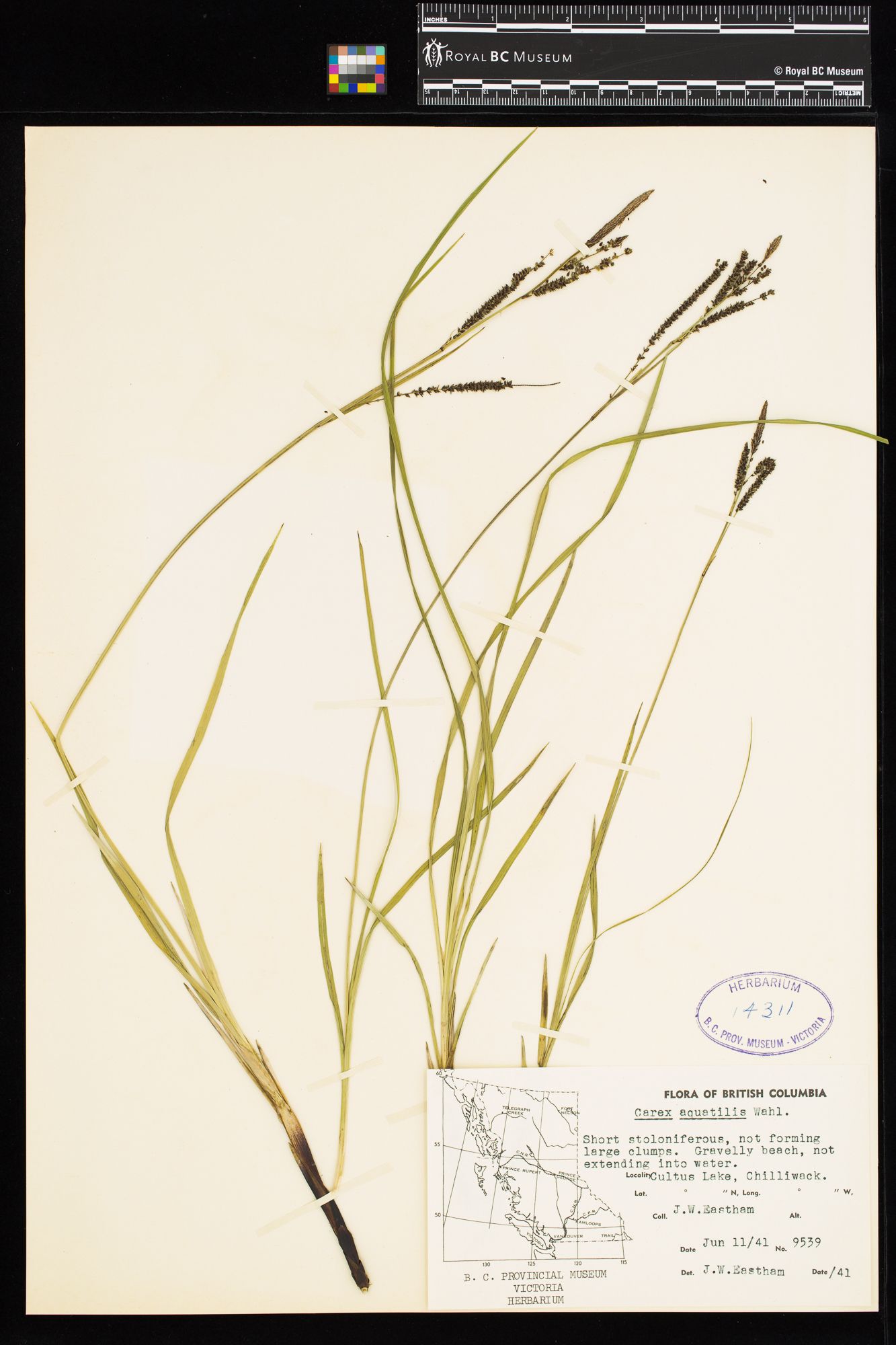 Image representing Carex aquatilis.