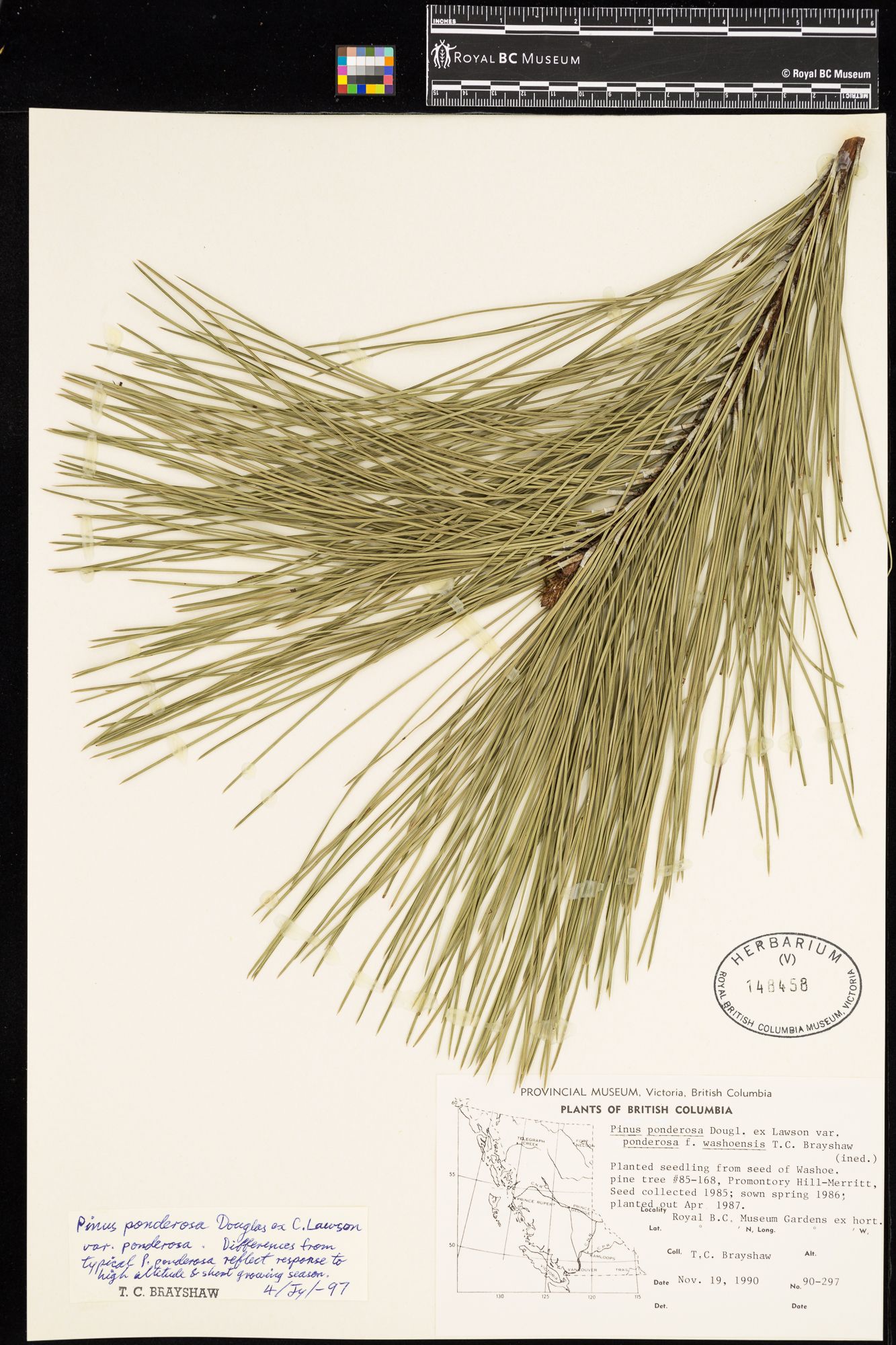 Image representing Pinus ponderosa f. washoensis.