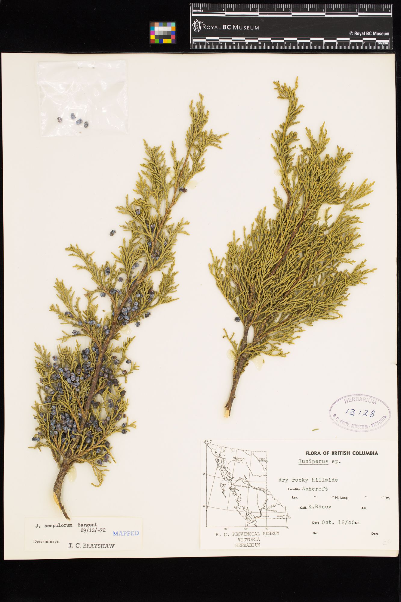 Image representing Juniperus scopulorum.