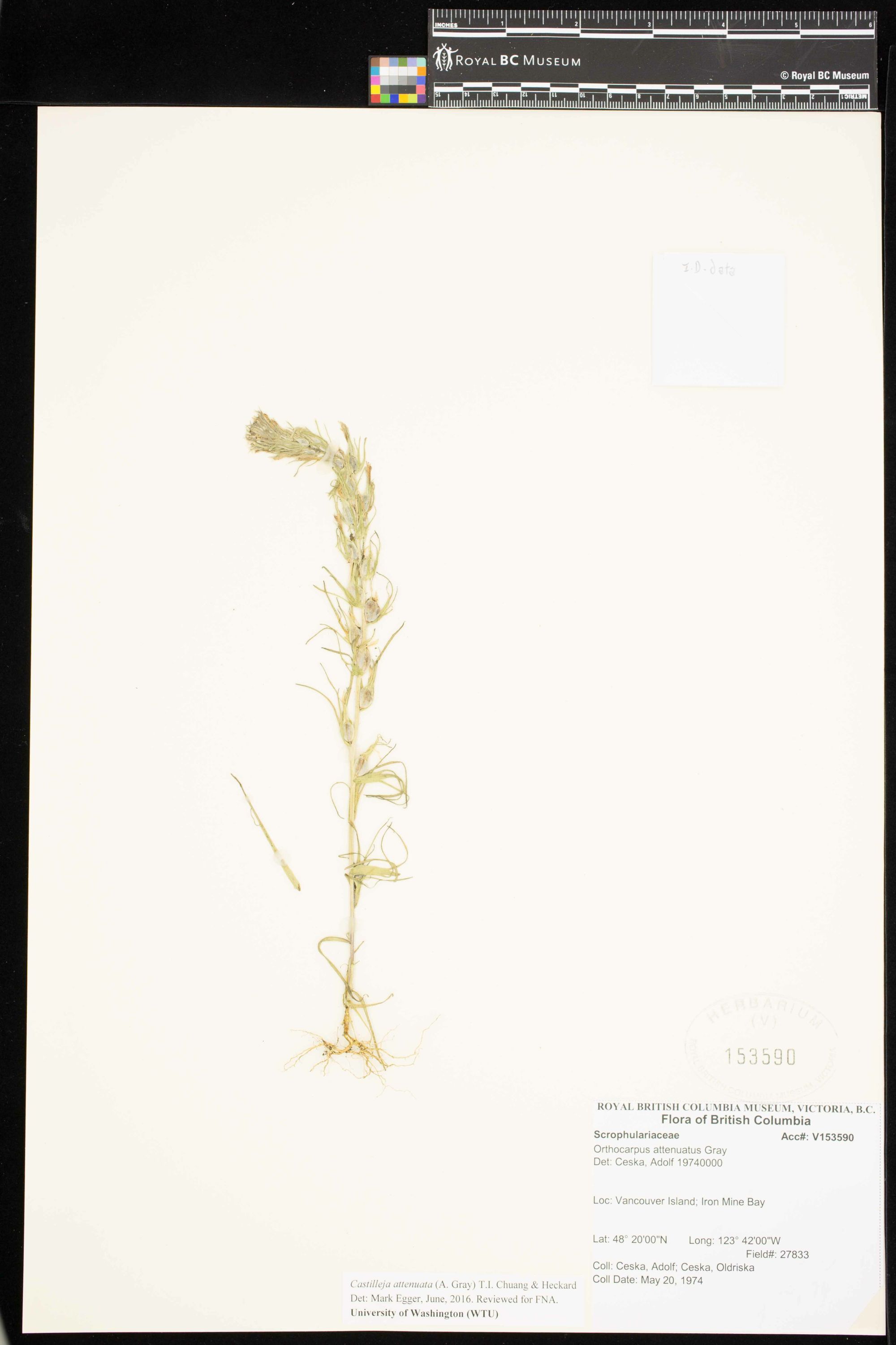 Image representing Castilleja attenuata.