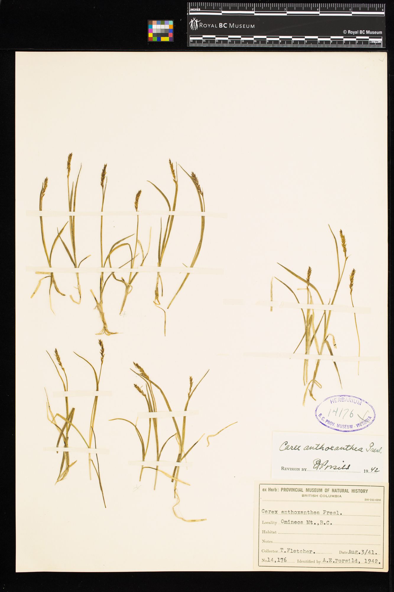 Image representing Carex anthoxanthea.