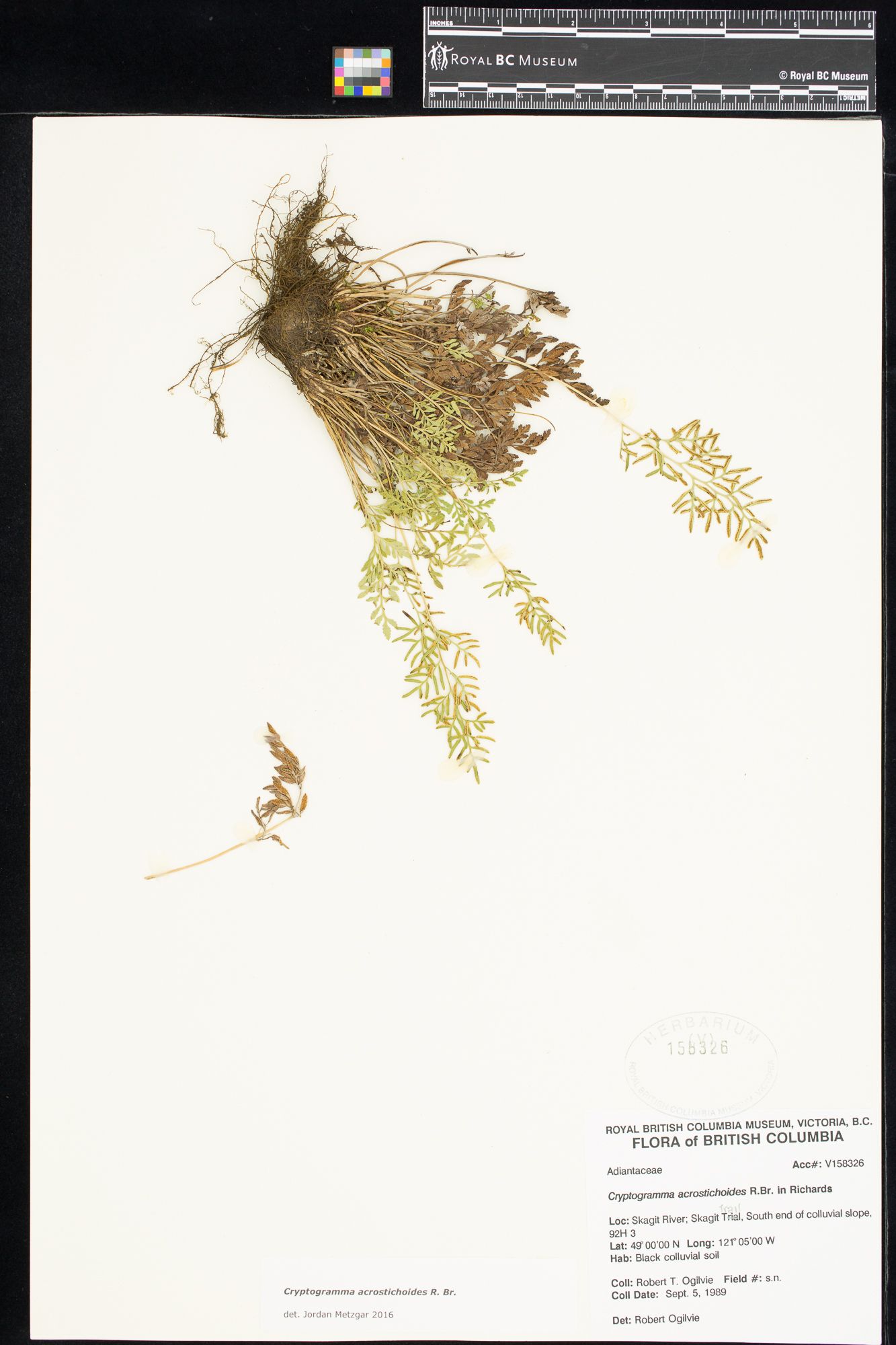 Image representing Cryptogramma acrostichoides.