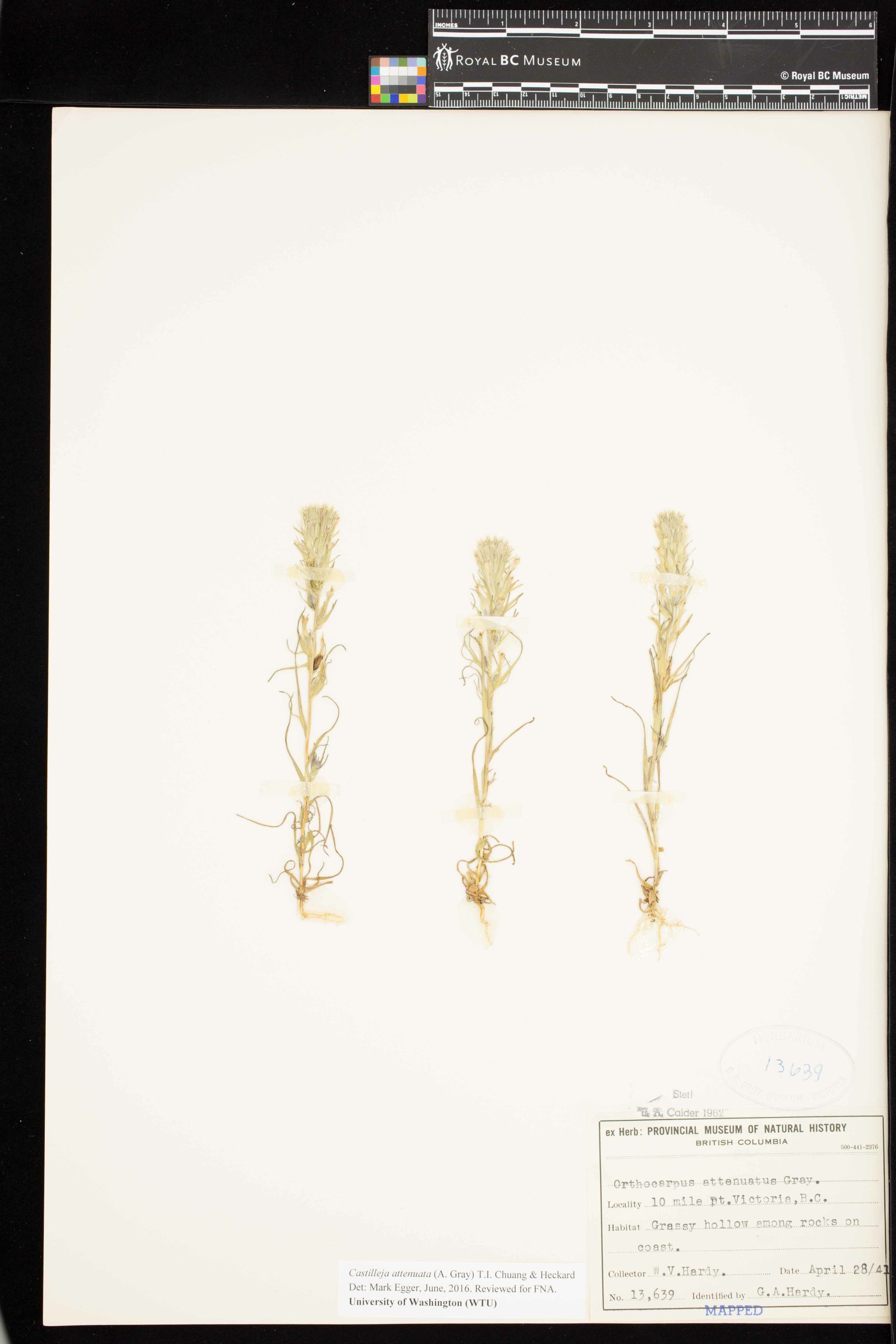 Image representing Castilleja attenuata.