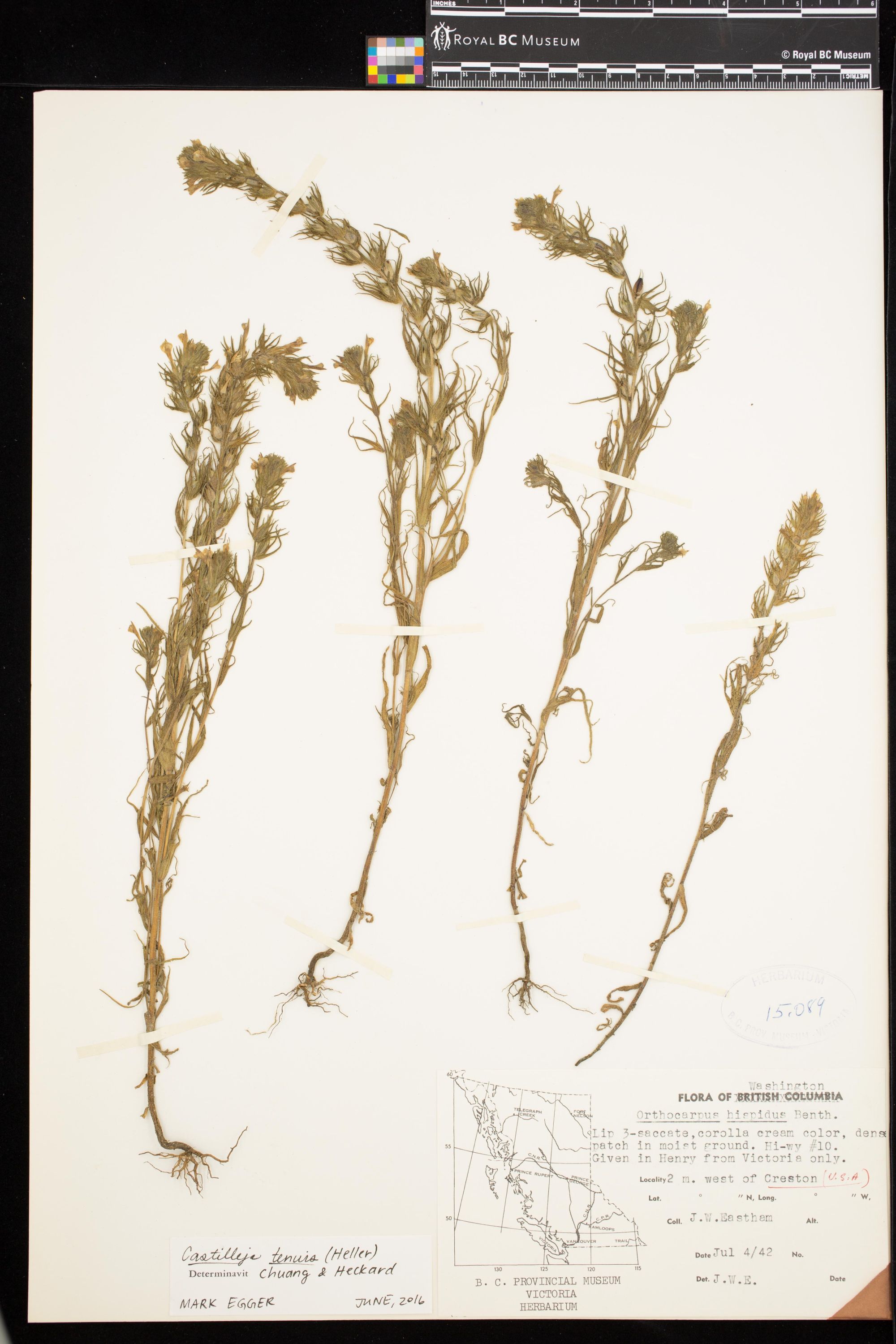 Image representing Castilleja tenuis.