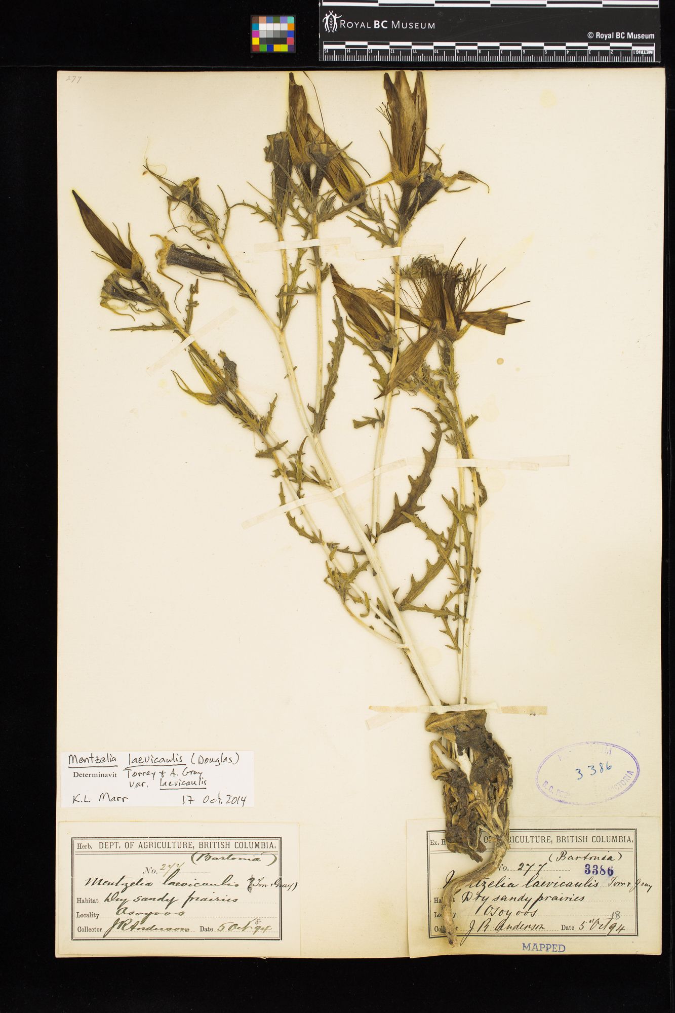 Image representing Mentzelia laevicaulis var. laevicaulis.