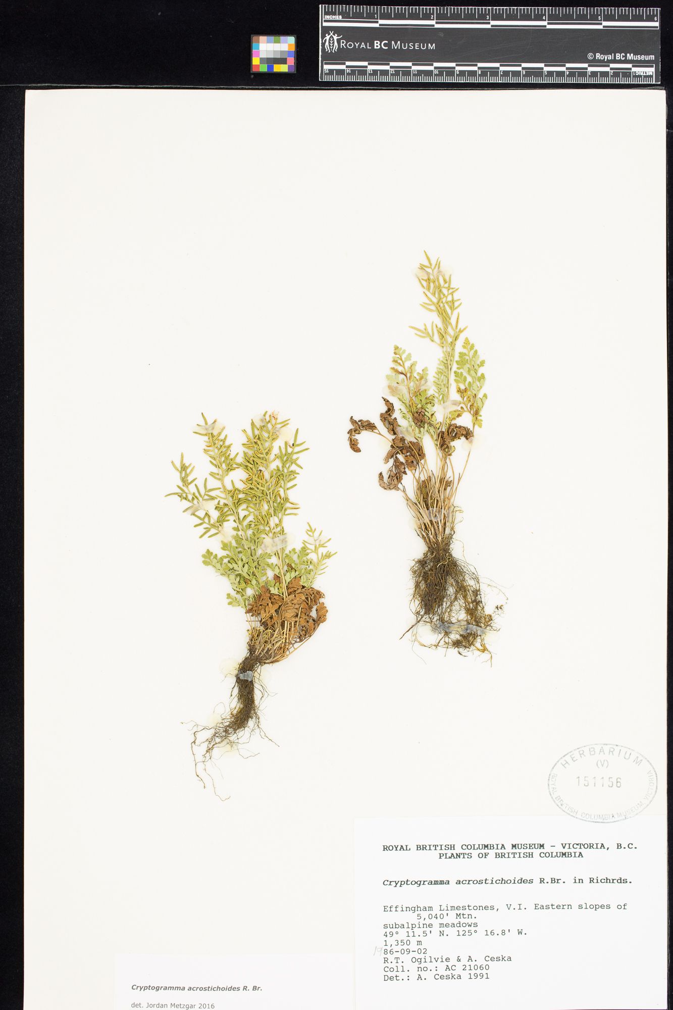 Image representing Cryptogramma acrostichoides.