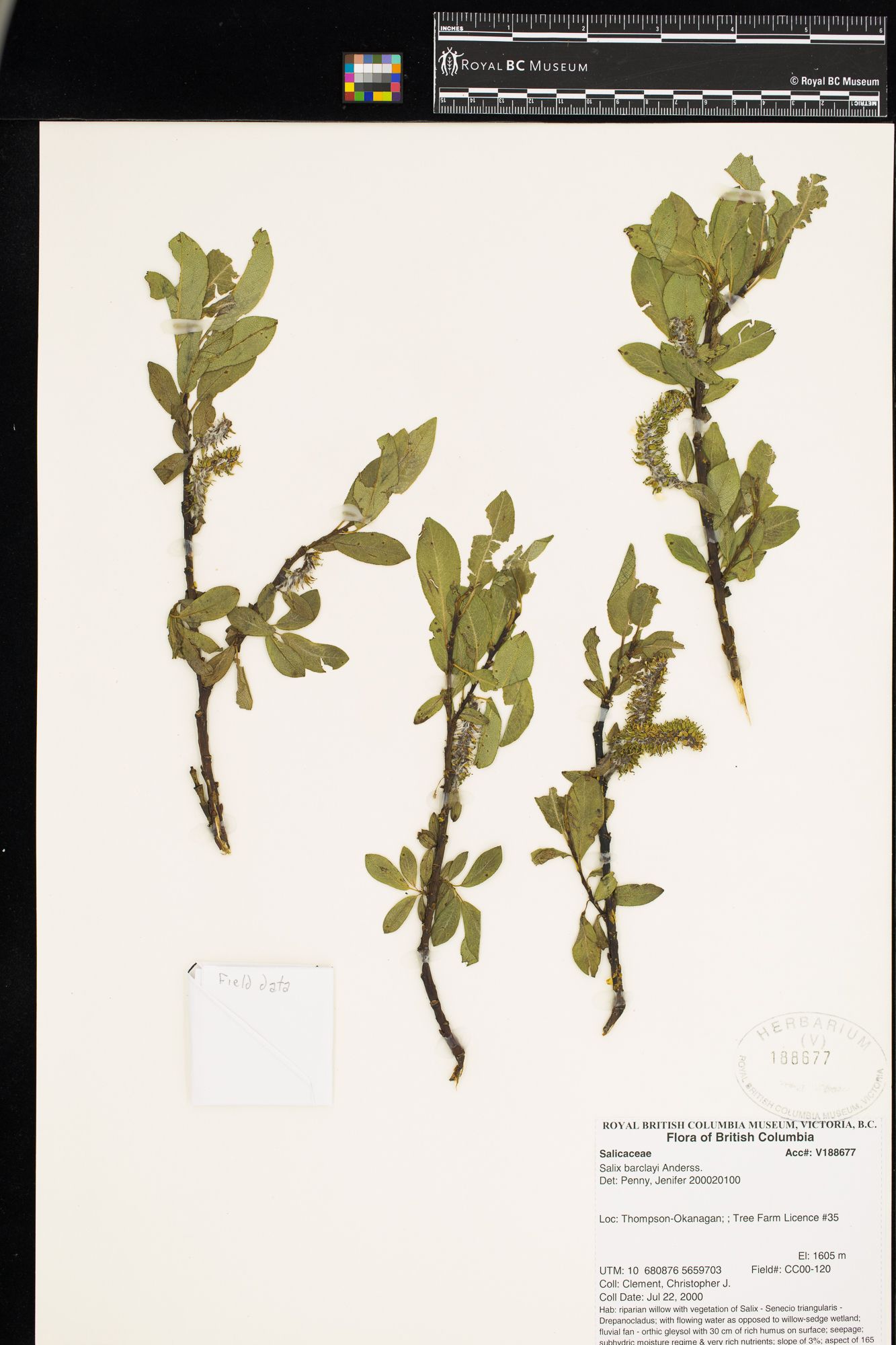 Image representing Salix barclayi.