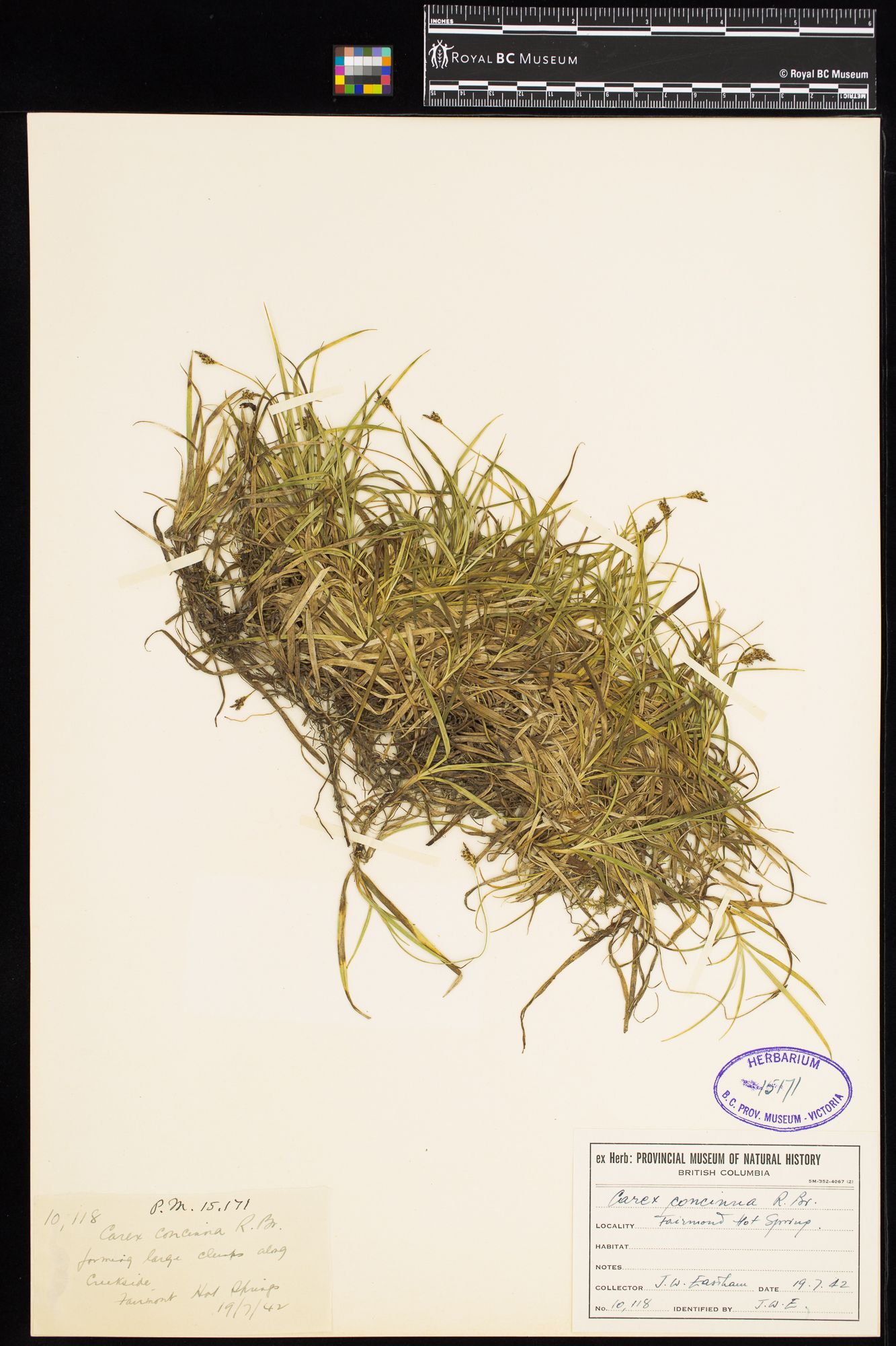 Image representing Carex concinna.