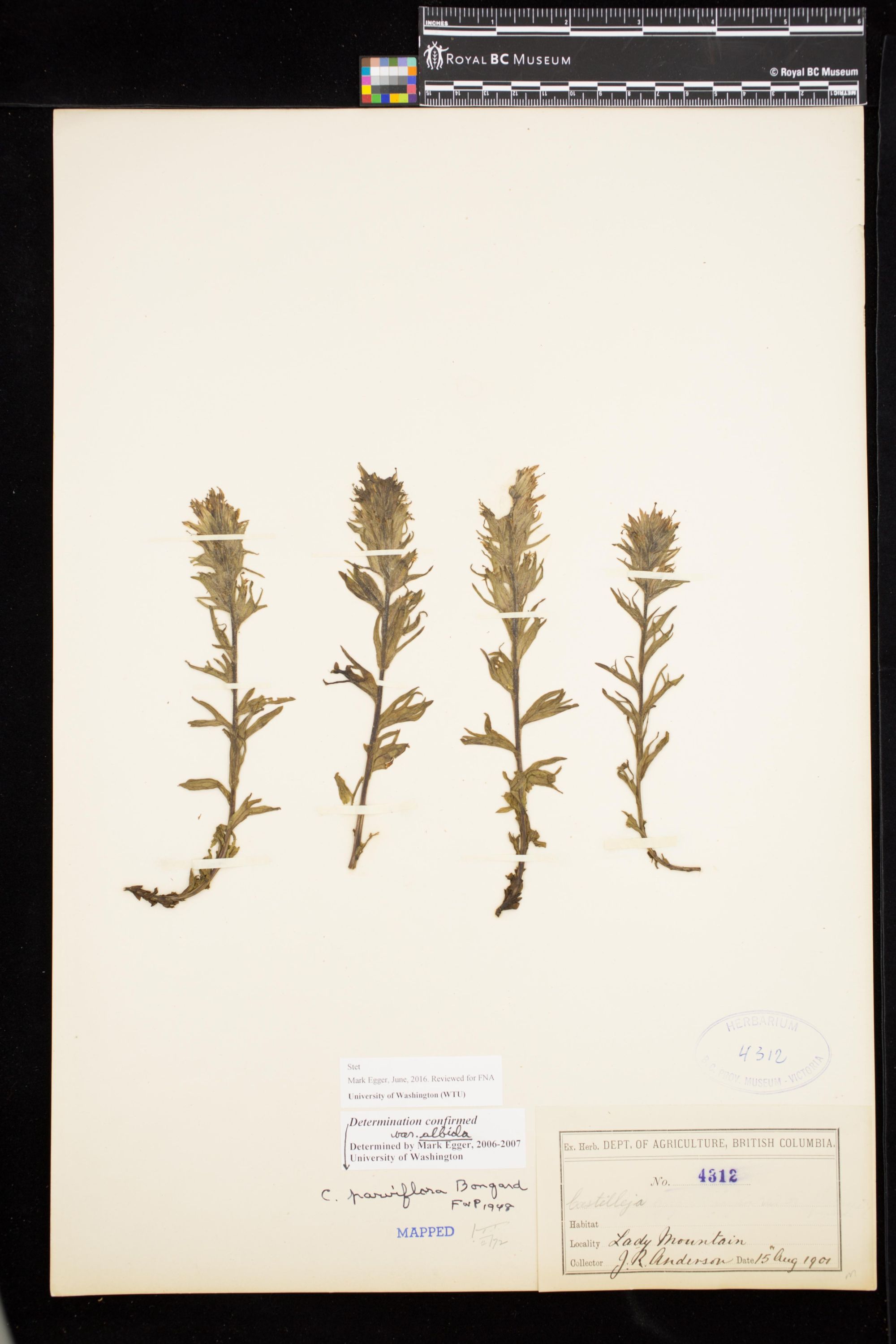 Image representing Castilleja parviflora var. albida.