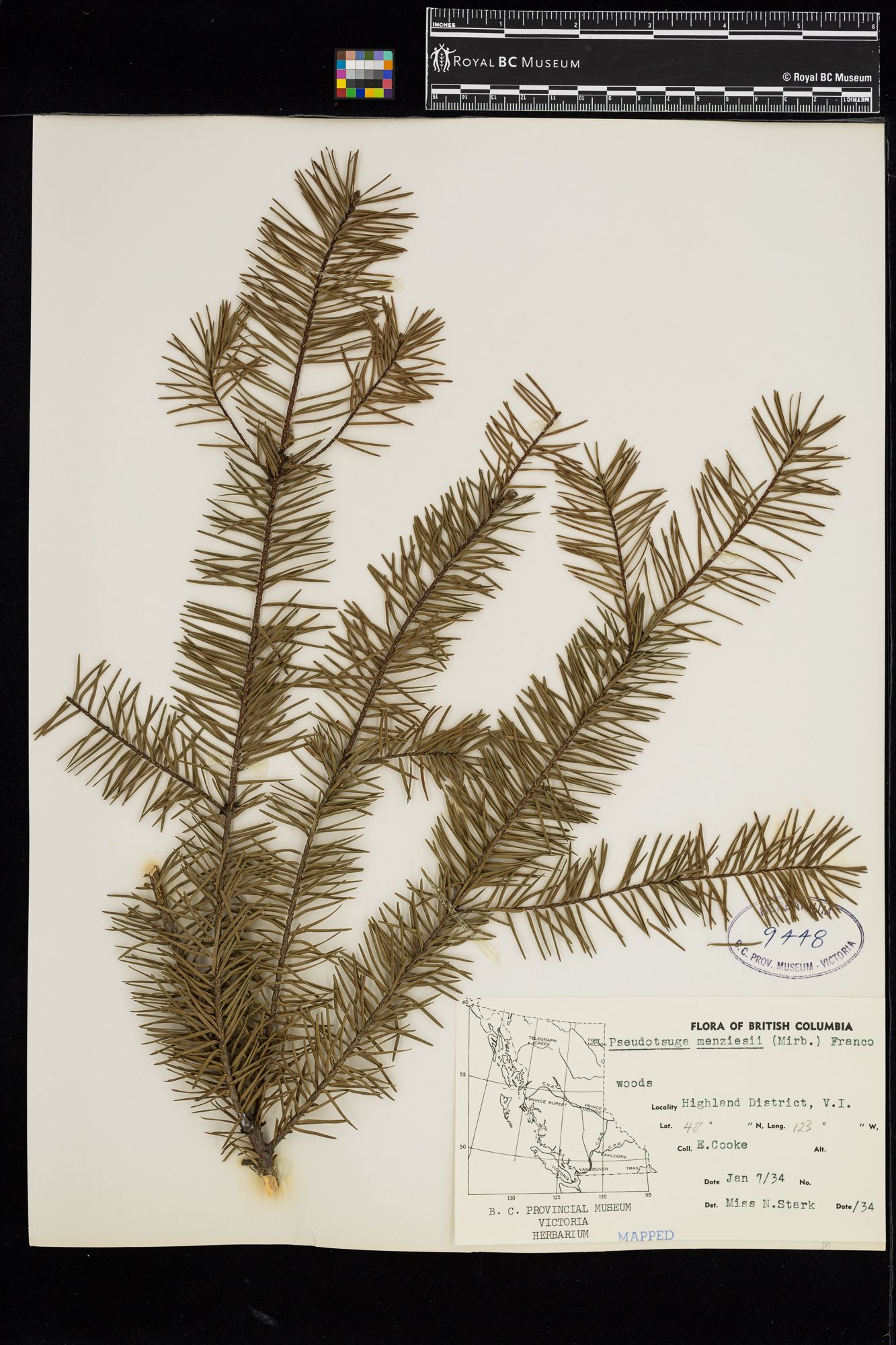 Image representing Pseudotsuga menziesii.